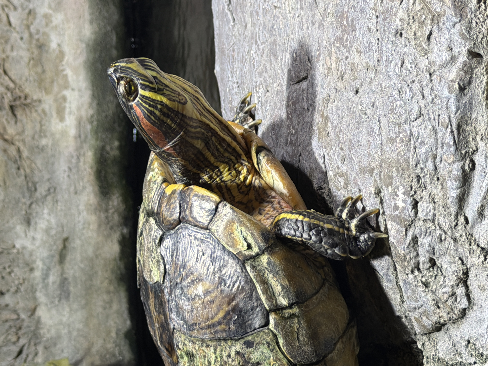 A red-eared slider turtle is perched on a rock. The turtle's shell is a mosaic of greens, browns, and yellows, with intricate patterns. Its head is extended, revealing a green and yellow striped neck and a distinctive red stripe behind its eye. The turtle's wrinkled skin and sharp claws are visible as it grips the rough, gray rock. Behind the turtle, dark water reflects faint lights, and a textured, lighter gray rock formation forms the background. The lighting suggests an indoor habitat, possibly an exhibit. The image was taken in Fort Lauderdale, United States of America.