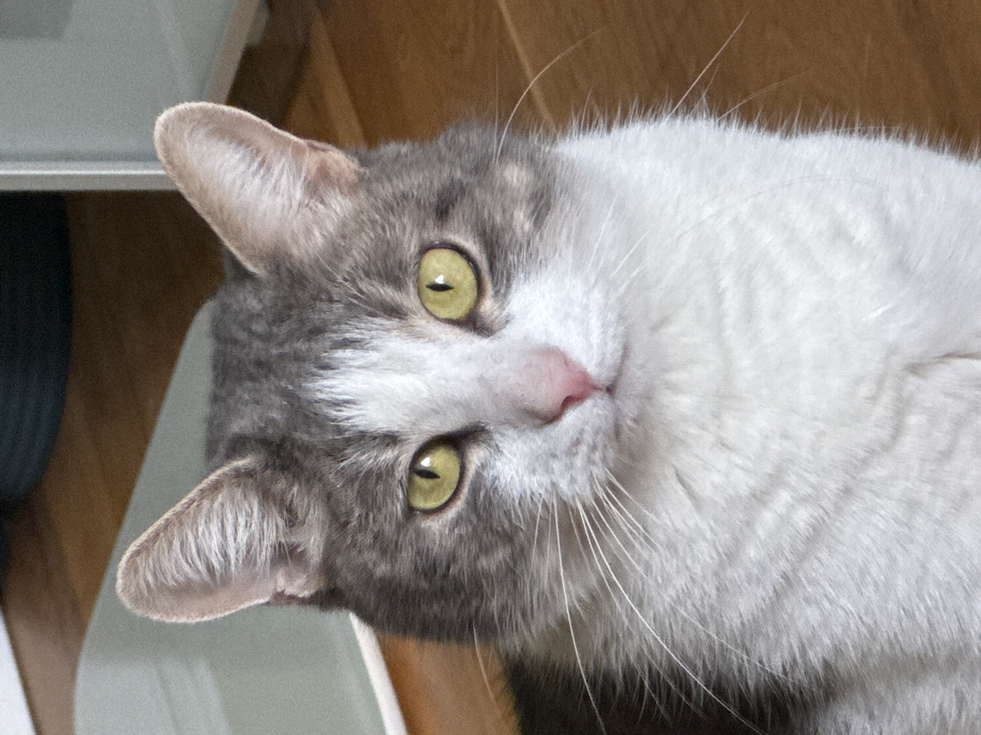 A close-up, slightly angled view depicts a grey and white cat with green eyes and a pink nose. The cat's head is tilted, with the grey fur covering the left side of its face and ear, while the right side is primarily white. Long white whiskers extend from its face. The background consists of a light-colored wooden surface and a hint of a white object on the left side of the frame. There is no indication of the city of Moscow, Russia.
