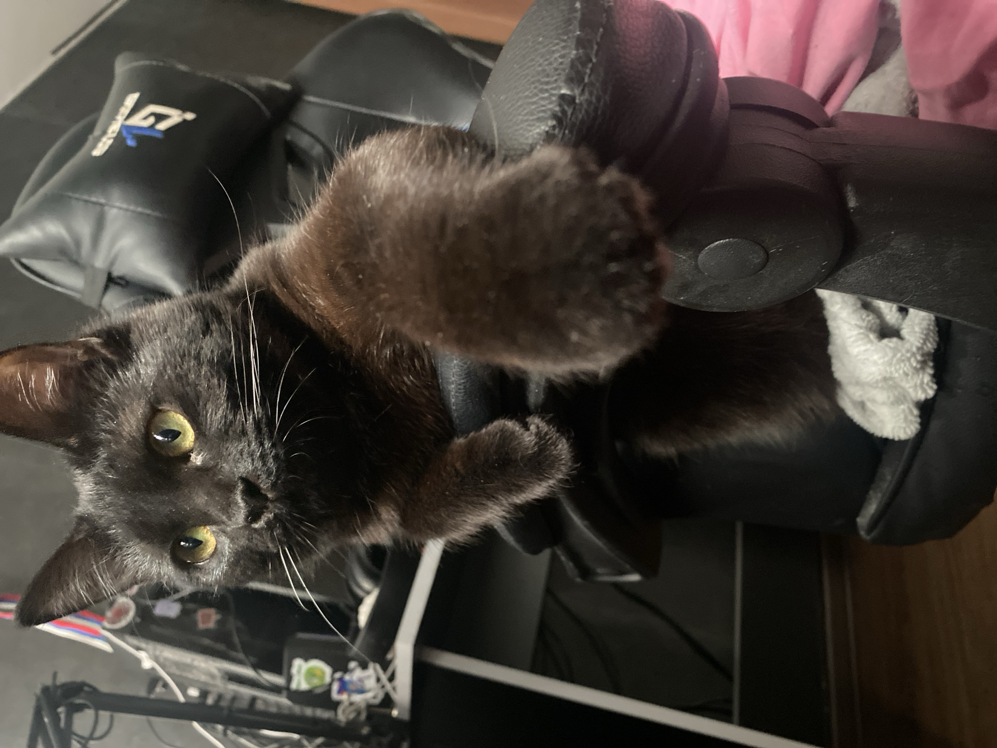 A black cat with yellow eyes is lying upside down on a black gaming chair. The cat's paw is extended towards the camera. The chair has a lumbar support pillow with a logo. A desk with computer equipment is visible in the background. The location is not discernible from the image.