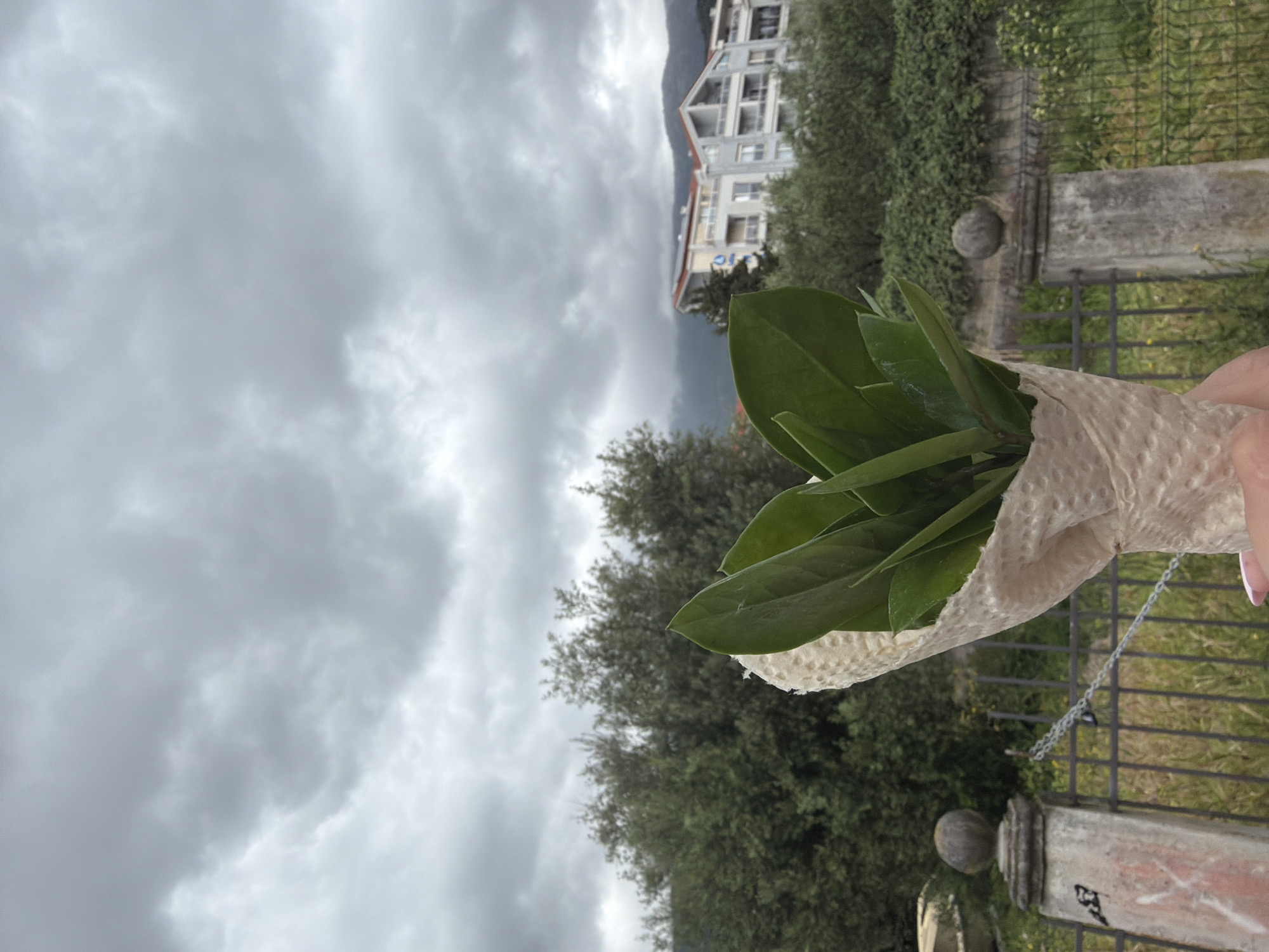 A first-person view looking across a bouquet of green leaves wrapped in white paper towels, held out against a cloudy sky. In the background are trees, a fence, and an apartment building with a gray roof in the distance. The location appears to be in Budva, Montenegro.