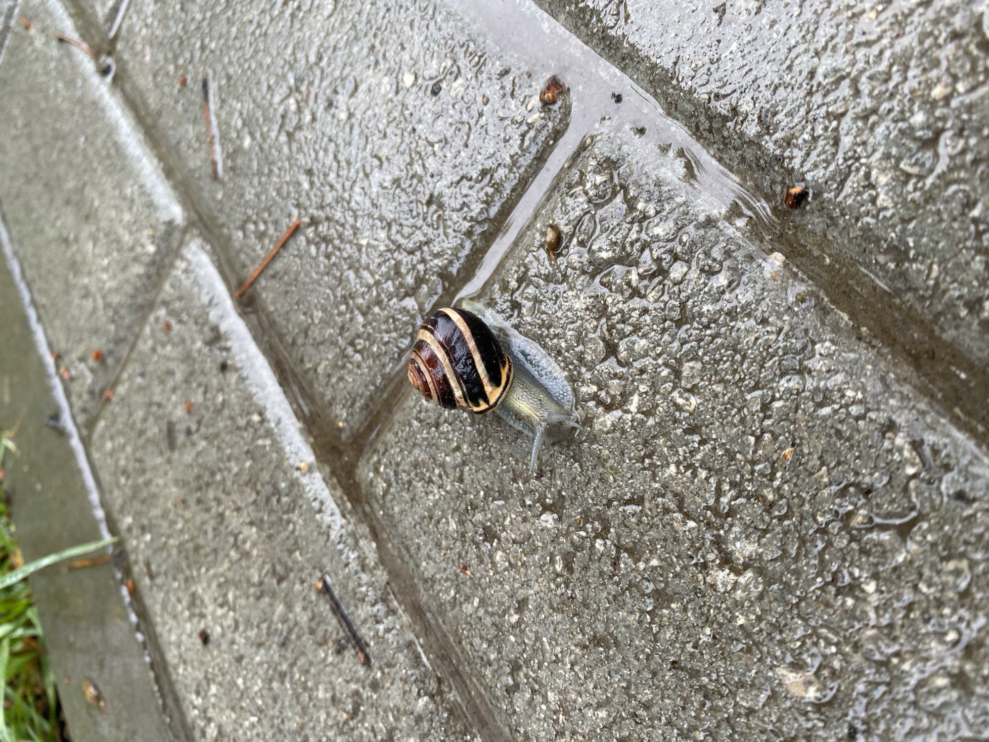 The image shows a snail on a wet, grey, paved surface. The snail has a brown and black striped shell. The pavement appears to be made of rectangular blocks. Small twigs and debris are scattered on the surface. The setting appears to be outdoors, possibly after a rain. No people are visible. The location of Chaikovsky, Russia is not ascertainable from the image content.
