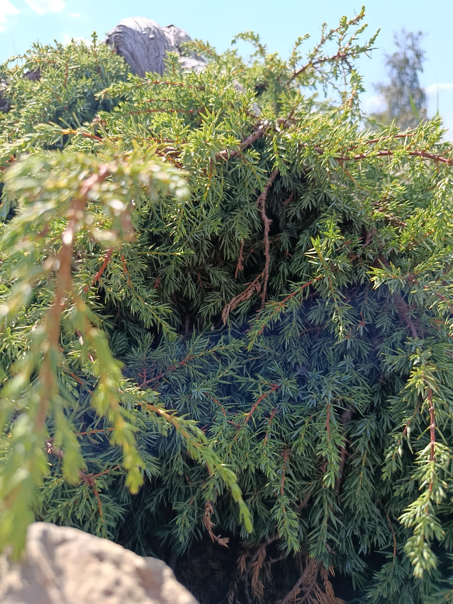 The image shows a close-up view of evergreen foliage, likely a juniper bush, with sharp, needle-like leaves. The branches are a mix of vibrant green and some reddish-brown hues, suggesting mature and new growth. Several branches hang down, creating a dense, layered effect. In the background, a large, grey, rock-like formation is visible, partially obscured by the foliage. Above the foliage and rock, a clear blue sky is seen. In the far distance, a blurred tree can be observed. A portion of another rock is in the foreground, slightly out of focus. The lighting indicates a bright, sunny day. The scene is outdoors and appears to be in a natural or landscaped setting. This image was taken in the city of Van'kovo, Russia.