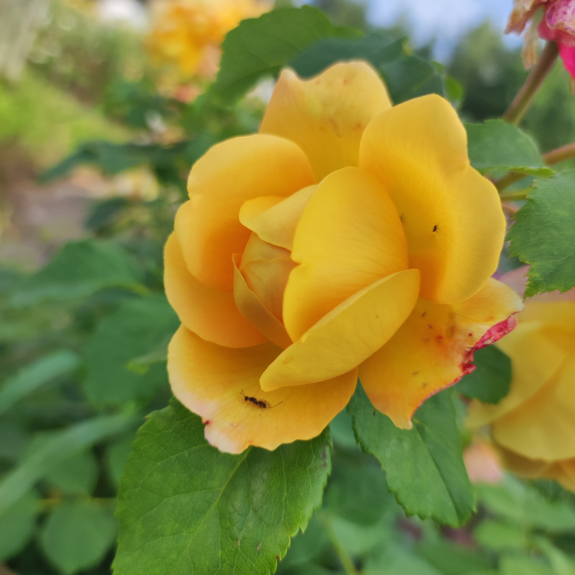 The image shows a close-up of a yellow rose in bloom. The rose has multiple layers of petals, with some showing a slight pink or reddish hue on the edges. There are a few small insects, possibly ants or aphids, visible on the petals. The rose is surrounded by green leaves, and the background is a blur of green foliage and hints of other yellow and pink flowers, suggesting a garden setting. The sky is visible in the upper portion of the image as a soft blue. There are no people visible in the image. The image is a nature photograph taken outdoors. The location in the city of Navoloki, Russia, is not discernible from the image itself.