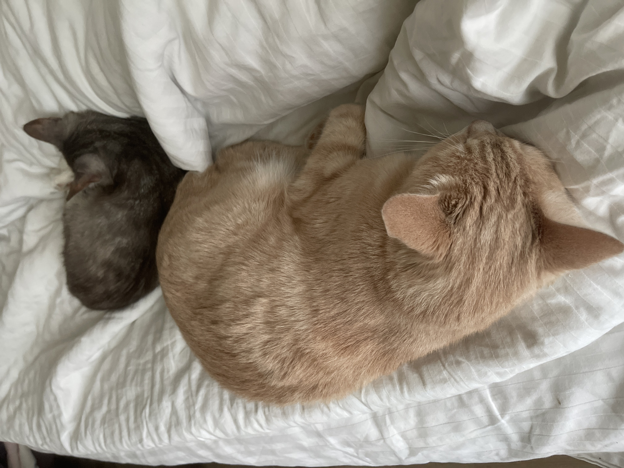 This image shows two cats sleeping on a white, striped duvet. The cat in the foreground is a ginger tabby, curled up on its side with its head resting on the duvet. The second cat, a darker tabby, is visible in the background, also sleeping. The scene is indoors, likely on a bed. The location is specified as Korotycha, Russia, but there is no visual information in the image to corroborate this.