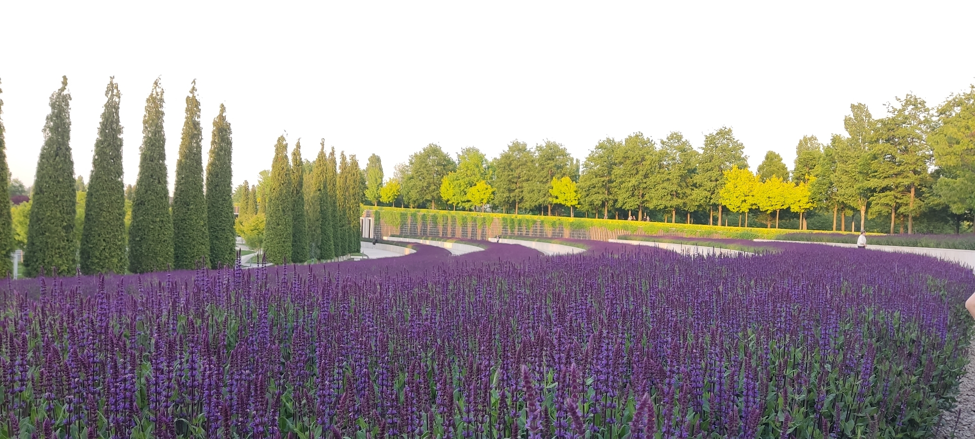The image shows a panoramic view of a landscaped park in Krasnodar, Russia. The foreground is dominated by a dense field of purple flowers in bloom, extending towards the middle ground. A winding concrete pathway, flanked by the flower field, is visible. Along the pathway, a solitary figure of a person is present, walking away from the viewer. Behind the path, there is a structure resembling a modern architectural feature or retaining wall, with green foliage cascading down its side. Beyond the wall, a row of trees with varying shades of green and yellow foliage forms a backdrop. To the left, a cluster of tall, conical evergreen trees adds verticality to the landscape. The sky is pale, suggesting either early morning or late afternoon light.