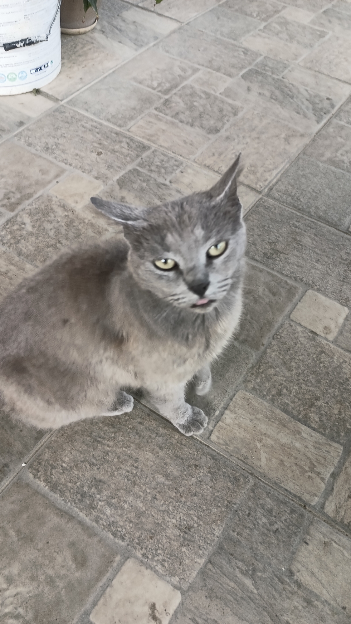 A gray cat sits on a tiled floor. The cat has yellow eyes and its tongue is slightly visible. A white bucket and a plant are visible in the background. The location is unknown but is specified as Muzga, Bulgaria.