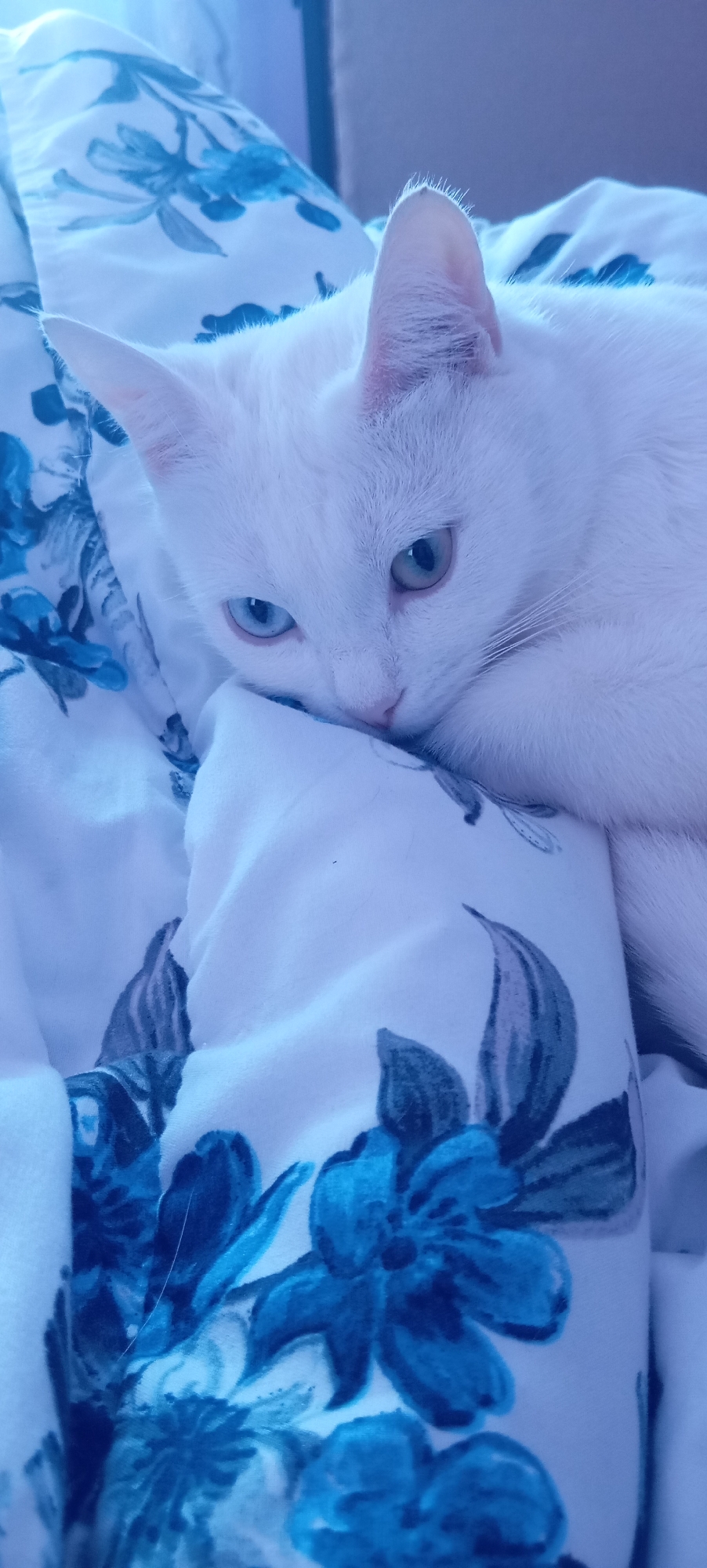A white cat with heterochromia, one blue eye and one green eye, lies on a white pillow with blue floral patterns. The cat is positioned in the lower right quadrant of the image, resting its head on the pillow. The background consists of a light-colored fabric, possibly bedding, also with blue floral designs. The overall lighting suggests an indoor setting, with a bluish tint possibly from artificial light. There are no visible people or other animals. The scene is a close-up shot of the cat and its immediate surroundings.