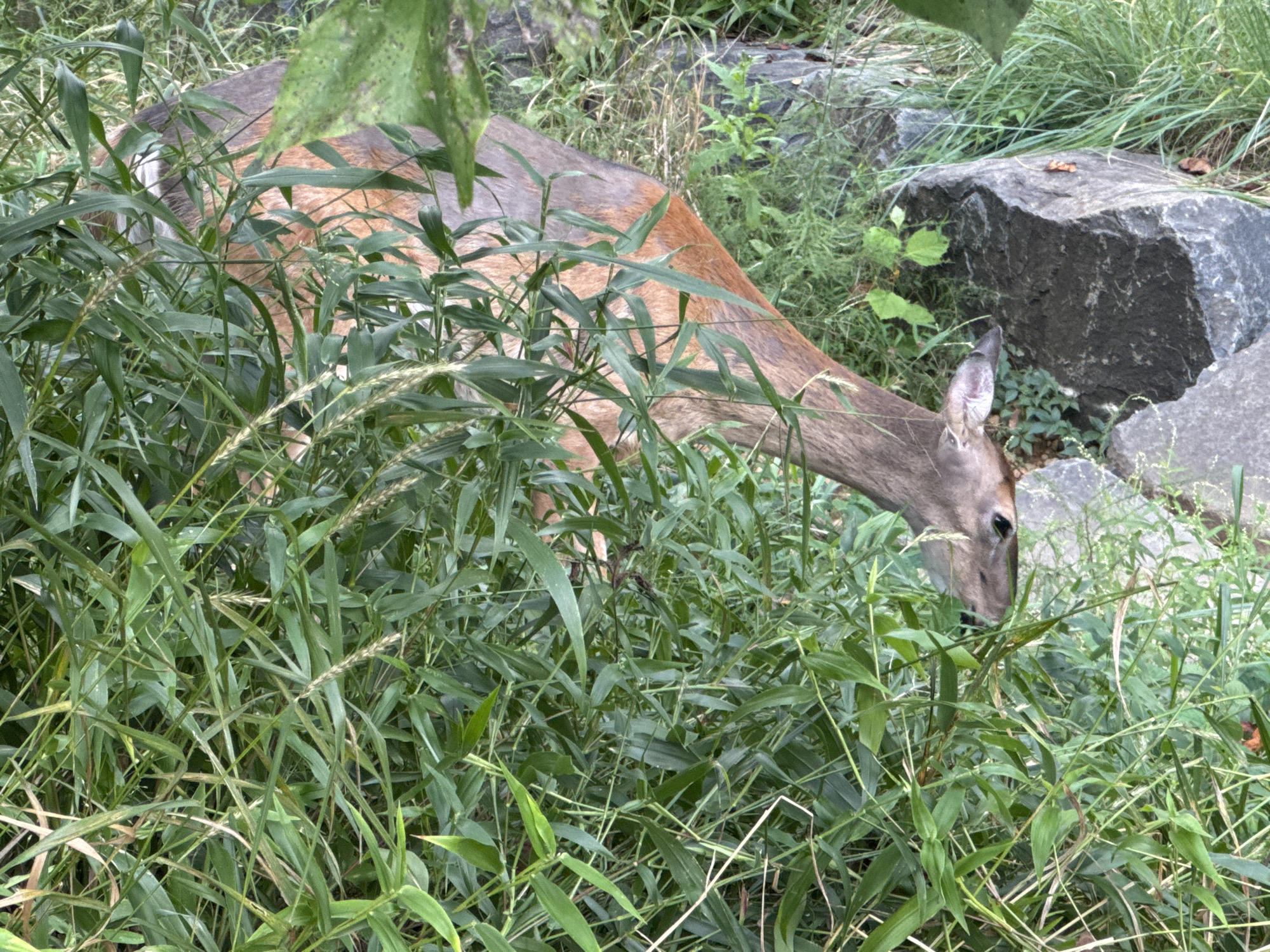An adult deer with reddish-brown fur is partially obscured by tall green grass and foliage. The deer's head is lowered as it appears to be grazing. In the background, large gray rocks are visible amongst more greenery and grass. The setting suggests a natural or semi-natural environment. The image was captured in Oakton, United States of America.