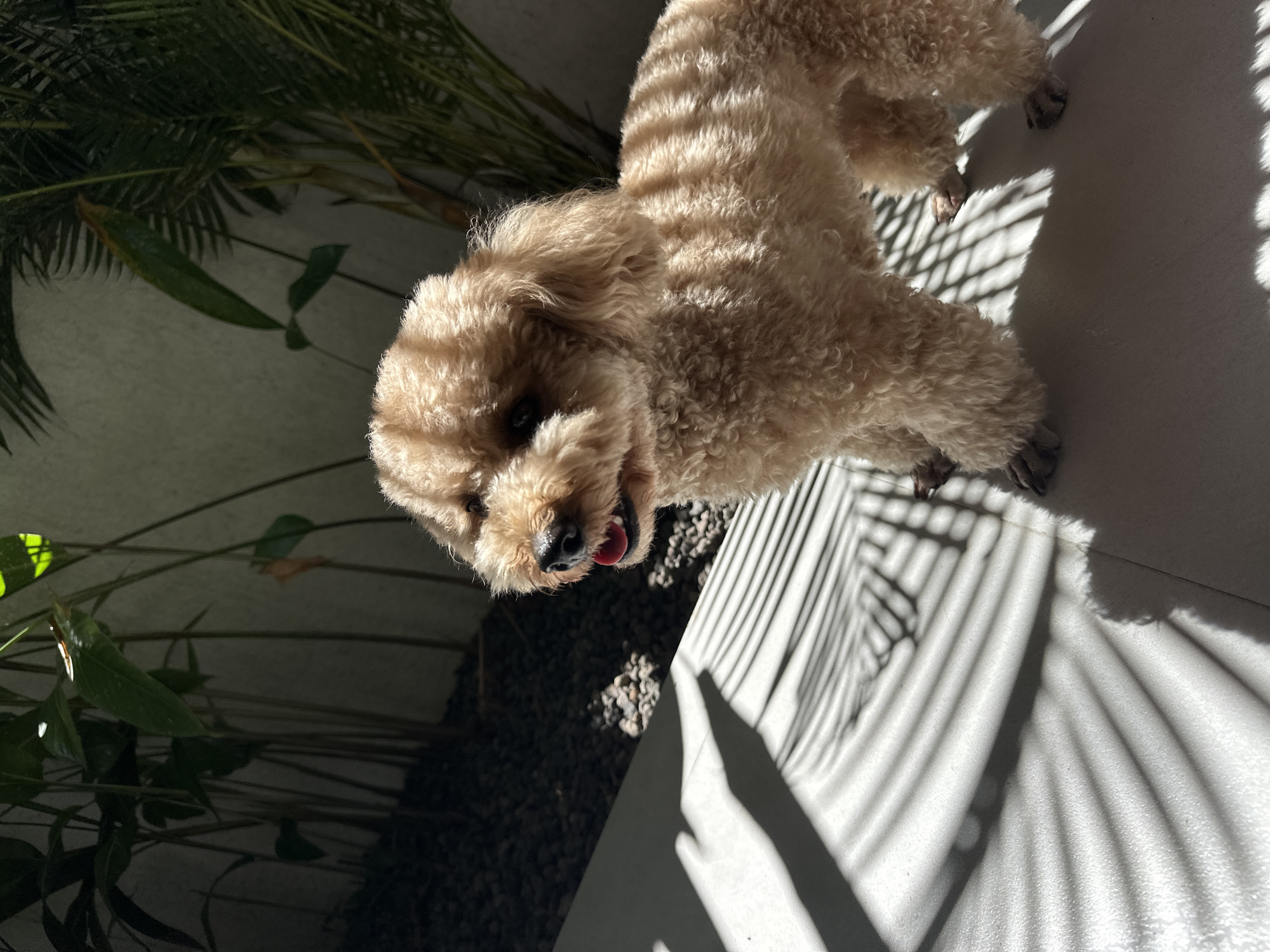 A brown poodle stands indoors on a light-colored tile floor, partially illuminated by sunlight filtering through foliage. The shadows of palm leaves and other plants cast geometric stripes across the floor. The dog faces the camera with its mouth slightly open, tongue visible. To the left of the dog, potted plants with dark green leaves grow in a bed of small, dark stones. The location is North Kuta, Indonesia.