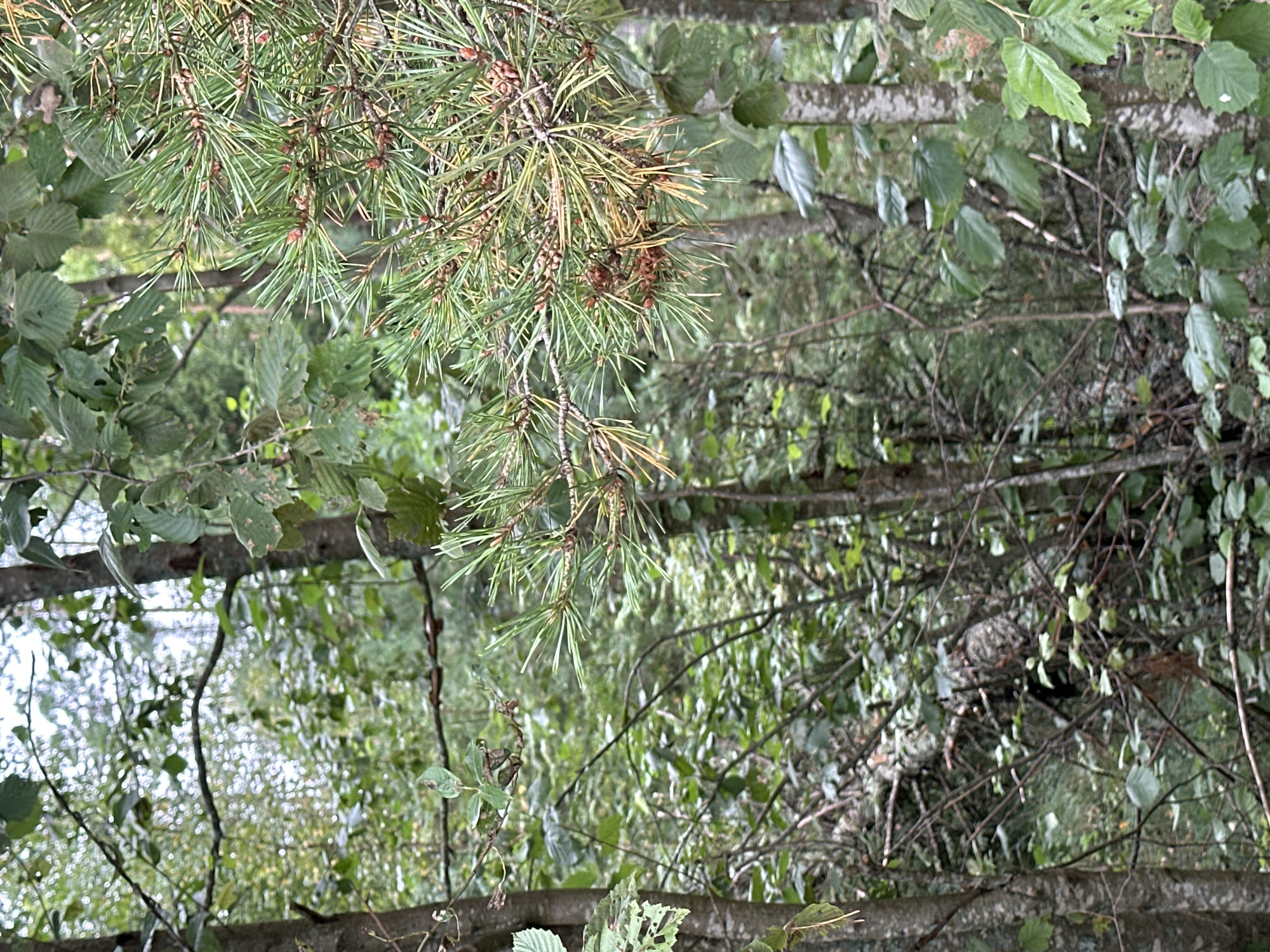 The image shows a dense forest with a variety of trees and foliage. In the foreground, a pine branch with needles and small cones is visible on the right. The background is filled with green leaves, branches, and tree trunks, creating a natural, overgrown environment. There are no people or man-made objects visible in the scene. The lighting suggests it is daytime, with dappled light filtering through the canopy.