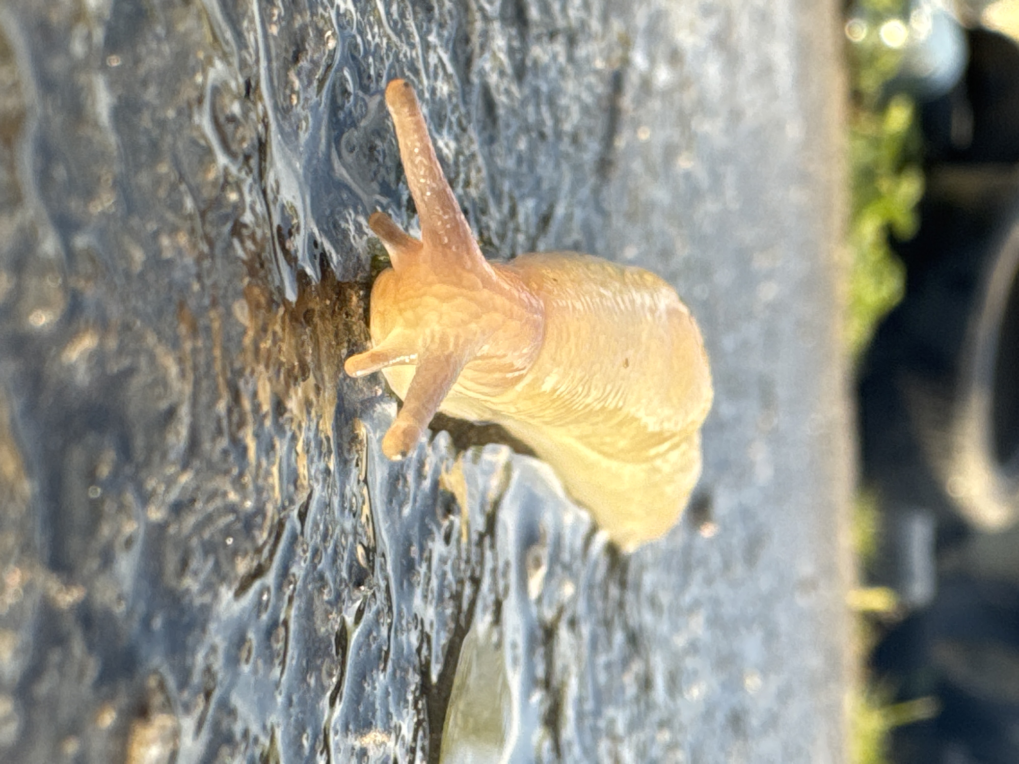 A close-up image captures a pale yellowish-brown slug moving across a wet, dark surface, likely asphalt or concrete, in Priseltsi, Bulgaria. The slug is the central subject, positioned diagonally, with its elongated body and two prominent optical tentacles (upper pair) and two smaller labial tentacles (lower pair) extended forward, suggesting active exploration. Its skin appears moist and slightly textured. The surface beneath the slug is glistening with water or slime, reflecting light and displaying swirling patterns. The background is softly blurred, showing hints of green foliage on the right side and darker, indistinct shapes, indicating an outdoor setting. The lighting suggests it is daytime, and the wet ground implies recent rain or generally damp conditions. No text is visible in the image.