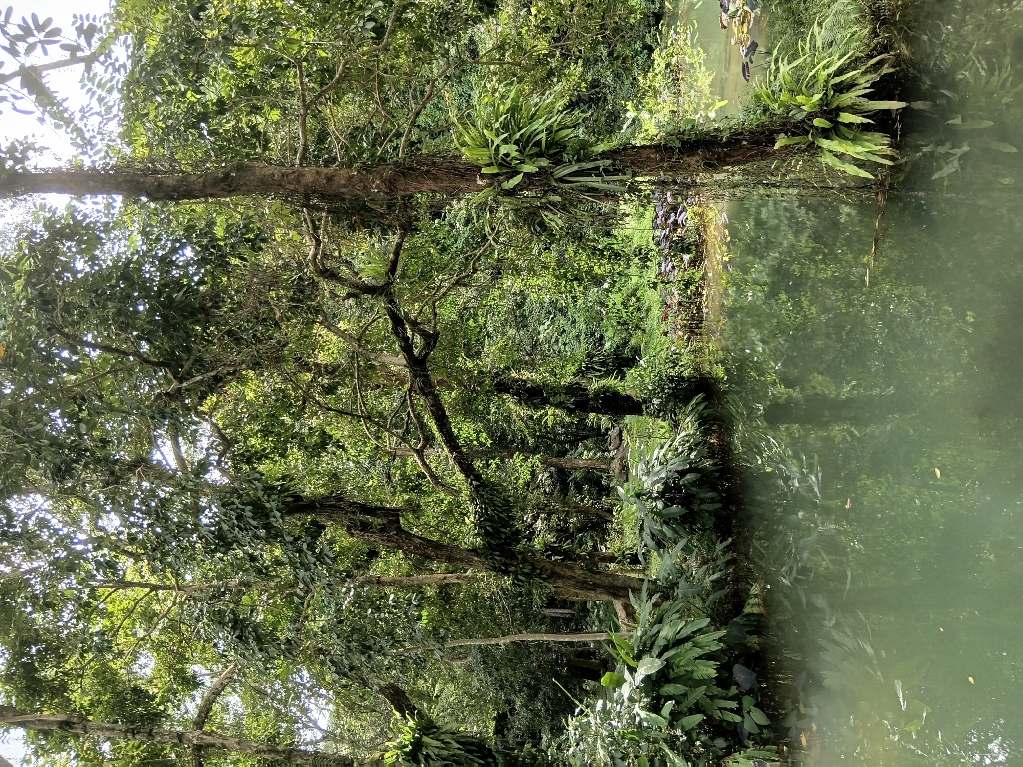 The image depicts a tranquil natural scene within the Mae Sai District of Thailand. A calm, greenish body of water occupies the foreground, reflecting the lush vegetation that surrounds it. The water's surface is disturbed by faint ripples and a few fallen leaves. The background is dominated by dense, green foliage from numerous trees, with sunlight filtering through the canopy, creating dappled light. Several trees are visible, some with epiphytic plants growing on their trunks and branches, suggesting a humid, tropical environment. One tree in the foreground, on the right side of the image, has a significant cluster of ferns growing on its bark. The overall impression is one of undisturbed natural beauty, likely a quiet spot within the district's natural landscape. No people are present in the scene.