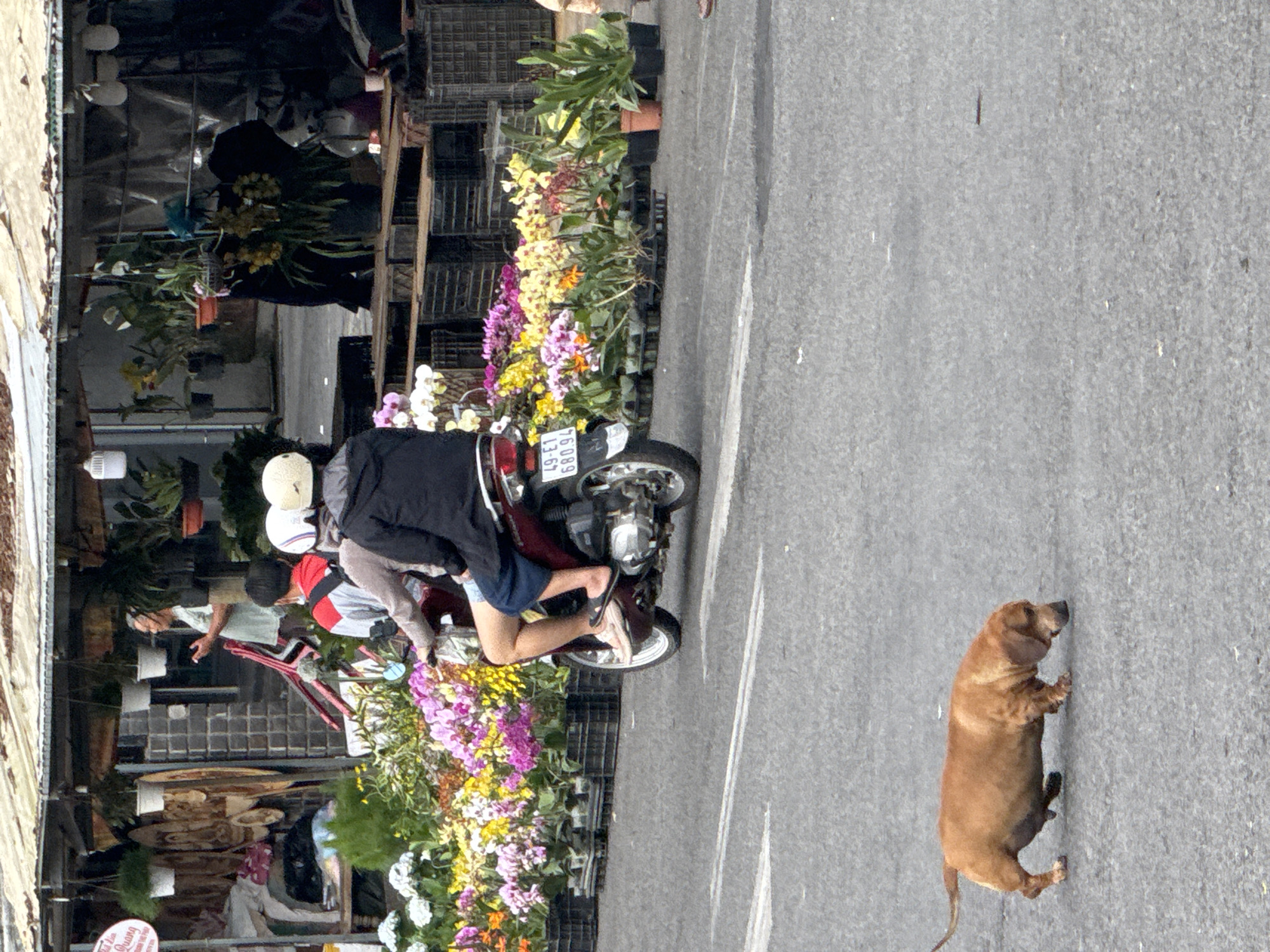 An overhead shot captures a street scene in Da Lat, Vietnam, with a vibrant flower market lining the left side of the frame and a gray asphalt road in the foreground and middle ground.
In the foreground, a brown dachshund dog walks across the road, its body low to the ground as it sniffs the pavement.
The middle ground is dominated by a motorcycle carrying two people. A person in the front wears a red shirt and a white helmet, while the person behind them is dressed in a black jacket and a white helmet. They are on a dark red motorcycle, traveling from left to right. Behind the motorcycle, a variety of orchids in shades of pink, yellow, and white are displayed in black plastic containers, creating a colorful border between the road and the market stalls.
The market stalls in the background are covered by a corrugated metal roof. A man in a light green shirt stands on the left, facing away from the viewer, holding something in his hand. He is near a display of wooden carvings and hanging potted plants. The stalls themselves are filled with more plants and flowers, with stacks of black plastic crates visible. The overall atmosphere suggests a bustling market day in Da Lat.