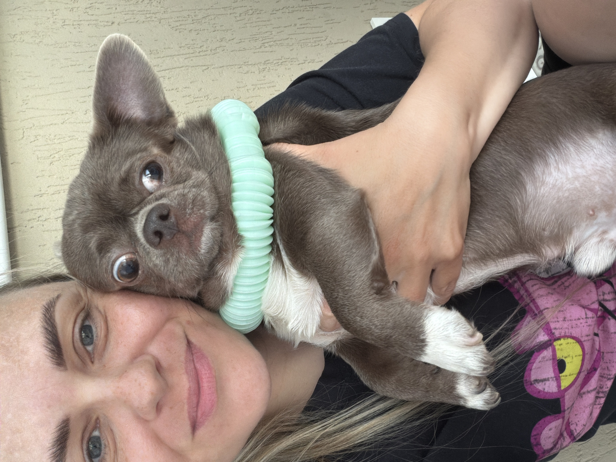 A light-skinned woman with blonde hair is holding a grey Chihuahua dog with white paws. The dog has a light green, ribbed collar. The woman's face is close to the dog's head. She is wearing a dark colored top with a pink and yellow graphic on it. The background appears to be an exterior wall. There is no indication this image was taken in Votkinsk, Russia.
