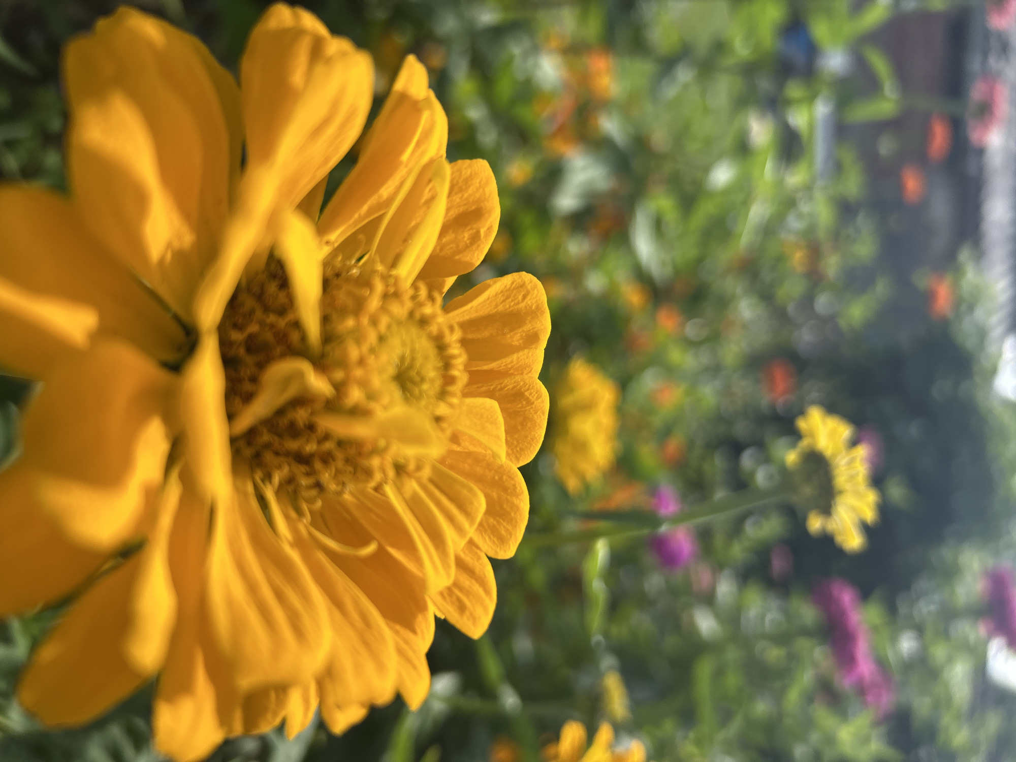 The image shows a close-up of a bright yellow zinnia flower in a garden. The flower's petals are vibrant and slightly curved, with a textured center. The background is a blur of other flowers and greenery, suggesting a sunny day in a garden setting. In the distant background, the corner of a building with a gray roof is visible, which could be part of a house or structure in the city of Kalitsino, Russia. The overall impression is one of natural beauty and tranquility.