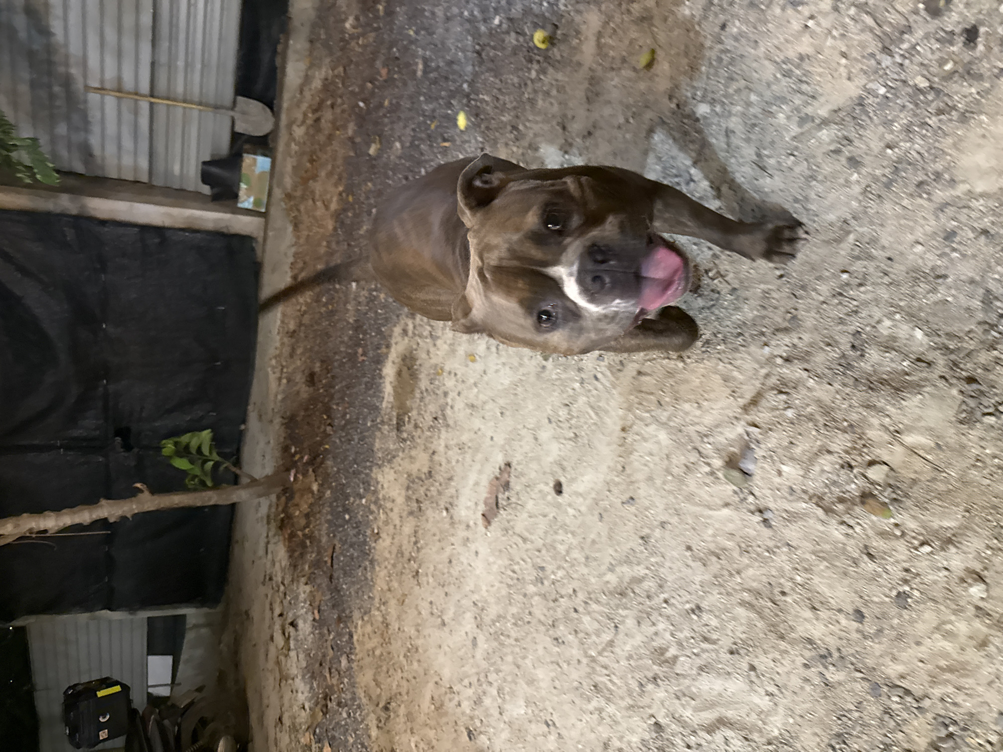 A medium-sized brown and white pit bull dog stands on a rough, gravelly surface. Its tongue is lolling out. To the left is a wall with black tarp and some vegetation. Behind the wall is a corrugated metal structure and a shovel leaning against it. The setting appears to be outdoors, possibly a yard. The image lacks sufficient detail to confirm the location as Bac Natural Heritage Area Trang, Vietnam.