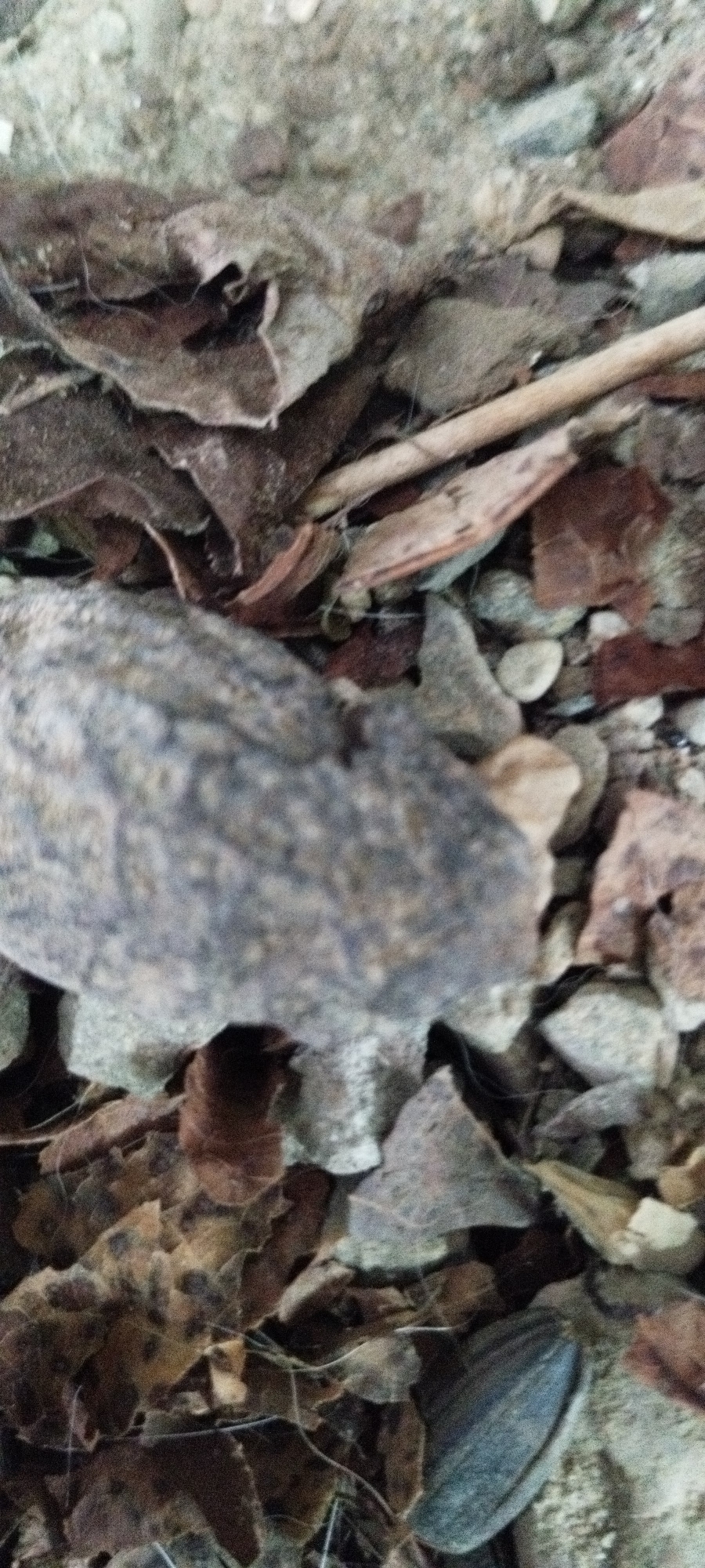 The image is a close-up, high-angle view of the ground, covered in fallen leaves, small stones, and a twig. A grey, mottled rock is prominently featured in the foreground, partially obscuring some of the leaves and stones. In the lower right of the image, a single, dark, elongated object, possibly a shell or a seed pod, is visible among the debris. The scene appears to be an outdoor environment, consistent with ground cover found in a natural or park-like setting. The location is specified as Yaroslavskaya, Russia. There are no people or animals visible in the image.