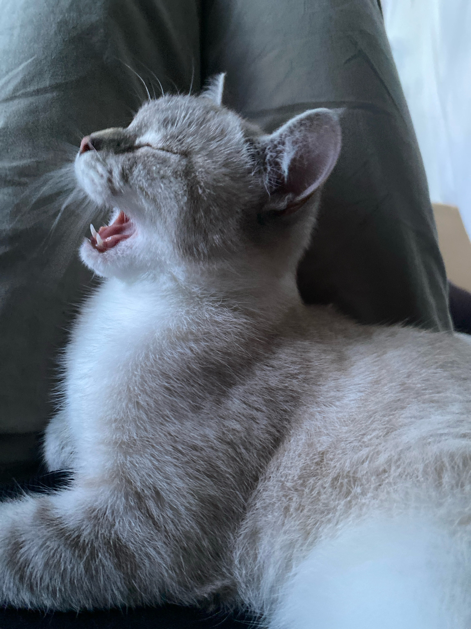 A light-colored, short-haired cat is captured mid-yawn, its mouth wide open revealing pink gums and sharp teeth. The cat's eyes are closed, and its head is tilted back. The background consists of a dark green, textured fabric and a blurred white area that appears to be a curtain or window. The lighting suggests an indoor environment. The image does not contain any information that would place it in Overyata, Russia.