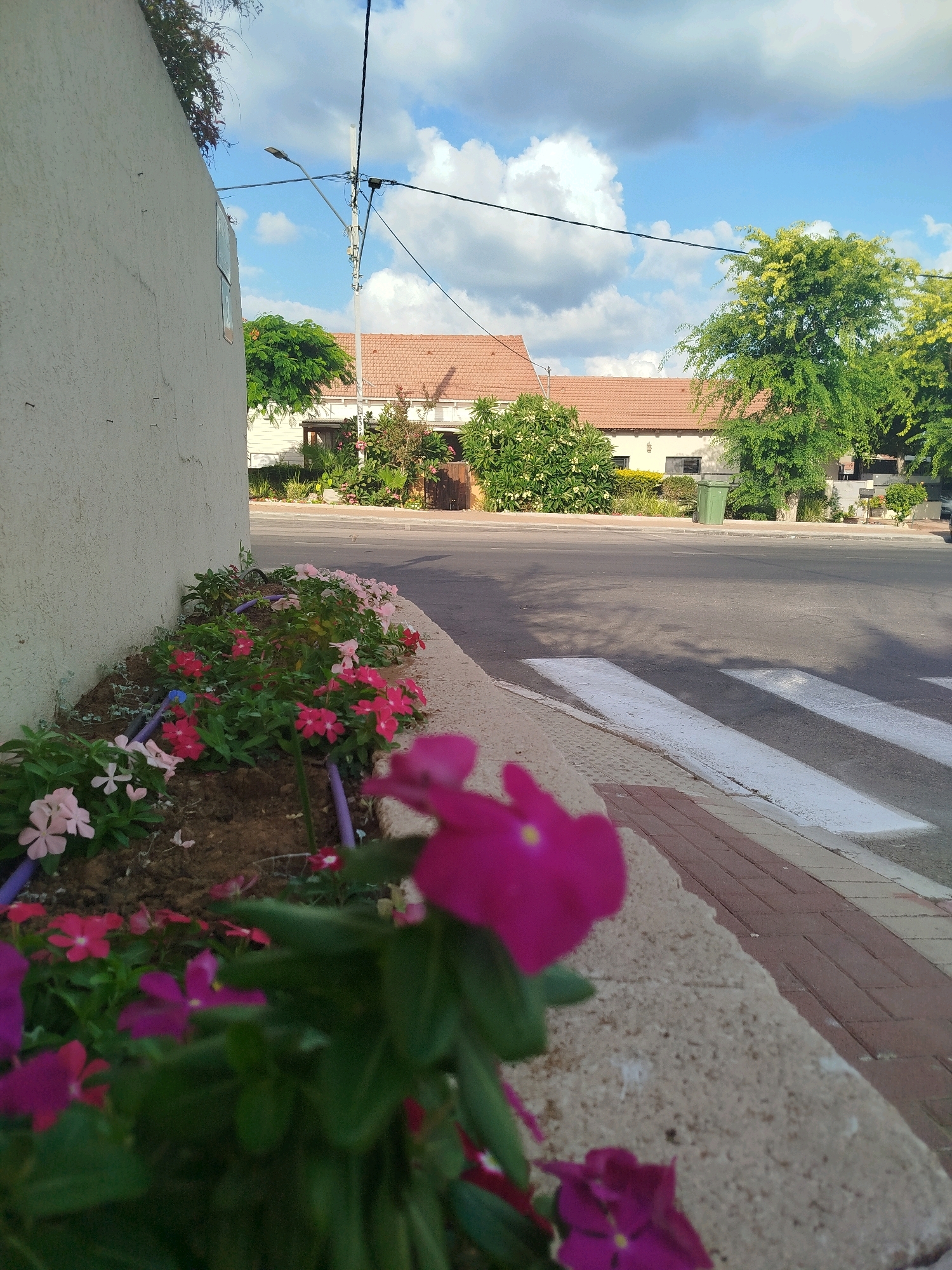 The image depicts a street scene in Ashkelon, Israel, featuring a sidewalk lined with a flowerbed containing numerous pink and red vinca flowers. The flowerbed is separated from the asphalt road by a concrete curb. A pedestrian crossing with white stripes is visible on the road. In the background, a building with a terracotta-tiled roof and a green garbage bin are present. Trees and utility poles with power lines are also part of the urban landscape. The sky is partly cloudy with blue patches. The image is taken from a low angle, focusing on the flowers in the foreground.