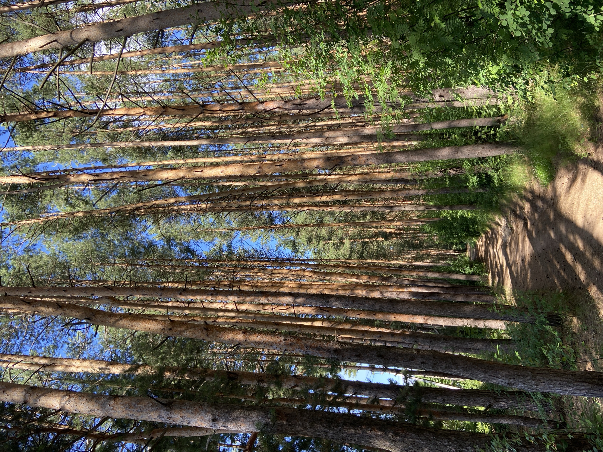 A dirt path winds through a dense forest of tall, slender pine trees. The sun filters through the canopy, casting dappled shadows on the path and the forest floor. The trees are closely packed, their rough, reddish-brown bark characteristic of pine. The path appears to be well-trodden, suggesting it is a popular route. Green foliage, including underbrush and the pine needles of the trees, fills the spaces between the trunks. The sky is visible in patches between the trees, appearing clear and blue. This scene is consistent with a forest path within the city of Votkinsk, Russia, likely in a park or wooded recreational area, given the presence of a path. There are no people, animals, or man-made structures visible in the frame.