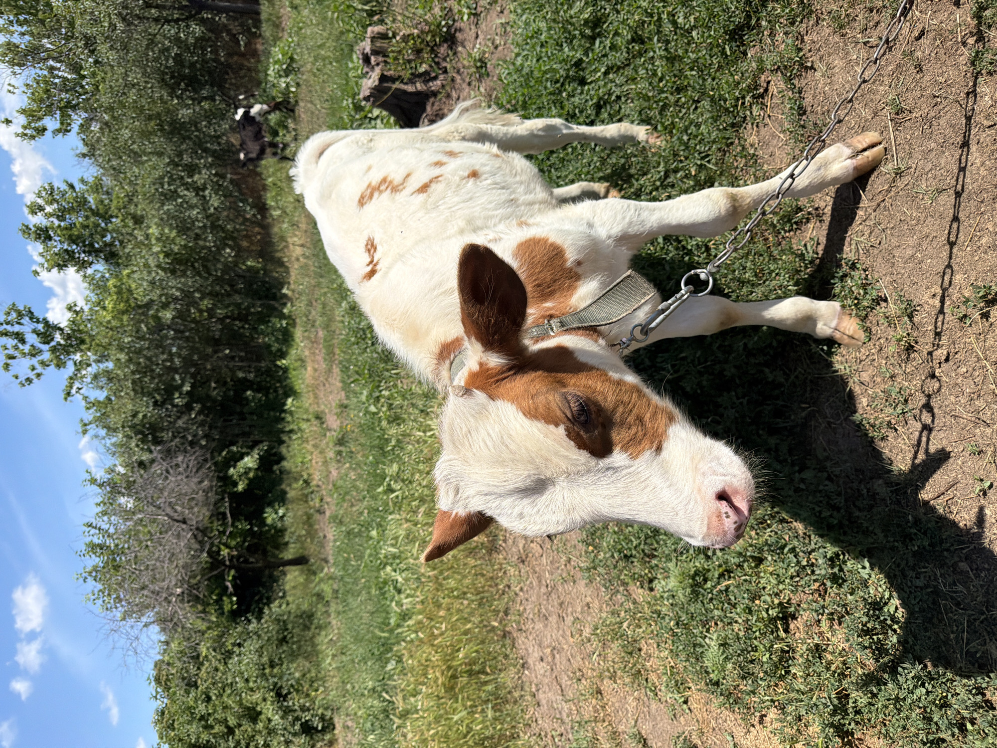 An outdoor, medium shot depicts a young, spotted calf standing on dry dirt and grass. The calf is predominantly white with irregular brown patches. It wears a green halter and is tethered by a silver chain that extends out of frame to the right. The calf's head is lowered and turned to its left, with its left eye visible. Its snout is pink with dark speckles.
The background features a line of lush green trees and bushes under a bright blue sky with scattered white clouds. A bare, grey tree stands to the left of the image. In the distance, to the right of the frame, another dark-colored animal, possibly a goat, is partially visible amongst the foliage. The ground is a mix of dry, brown soil and green grass, with a noticeable shadow cast by the calf and its tether. A tree stump is visible to the right of the calf. The image appears to have been taken on a sunny day. The location is described as Unknown, Unknown.