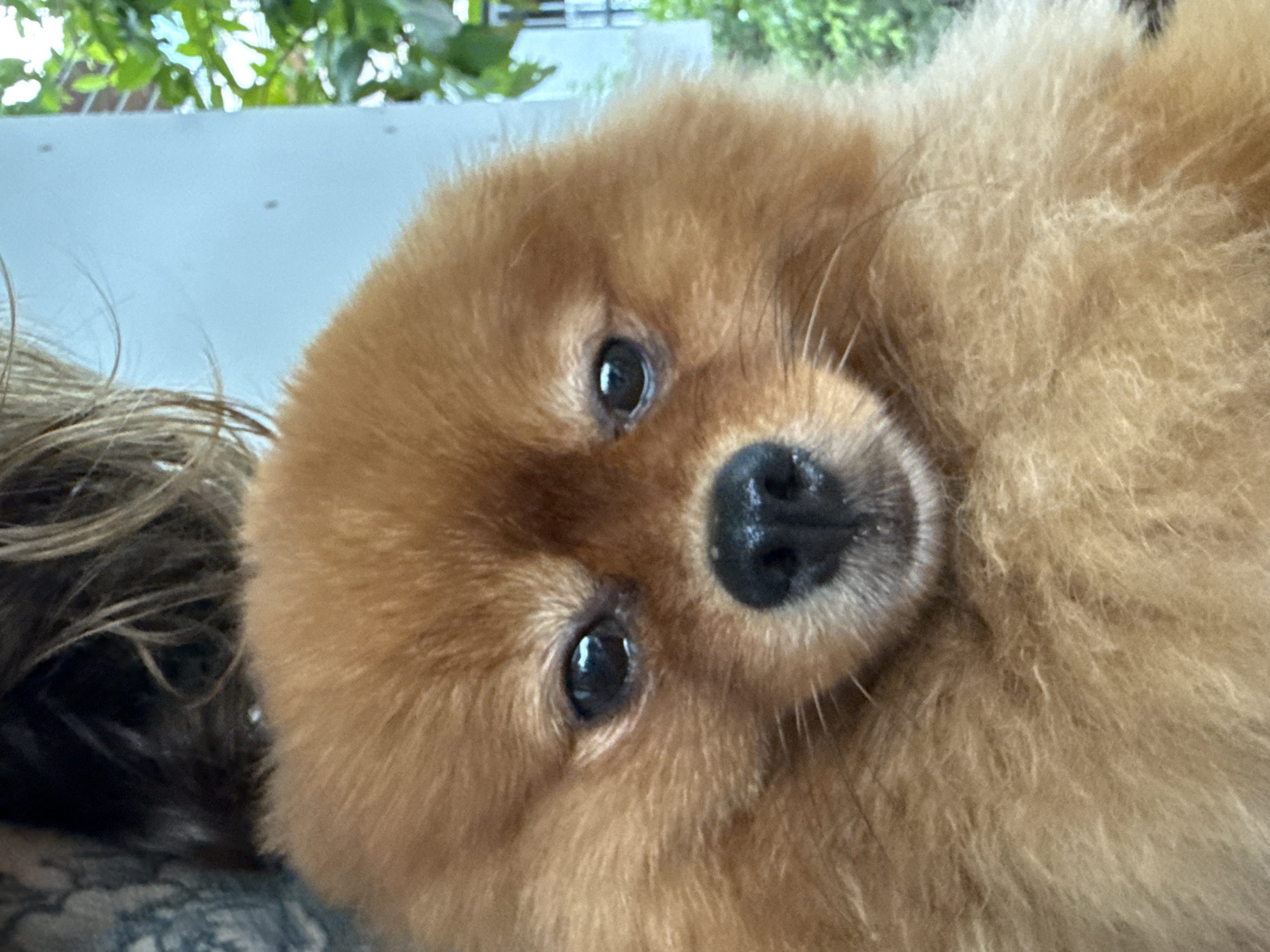 This is a close-up, horizontal, eye-level shot of a Pomeranian dog. The dog has fluffy, light brown fur, with large, dark eyes and a black nose. The dog appears to be looking directly at the camera, with its head tilted to the side, possibly indicating curiosity or affection. The background is blurred, with hints of green foliage and a light-colored surface, suggesting an outdoor setting, possibly on a balcony or patio in a tropical location like Nha Trang, Vietnam. The lighting suggests it is daytime. The overall mood is warm and intimate, capturing a moment of connection between the dog and the viewer.