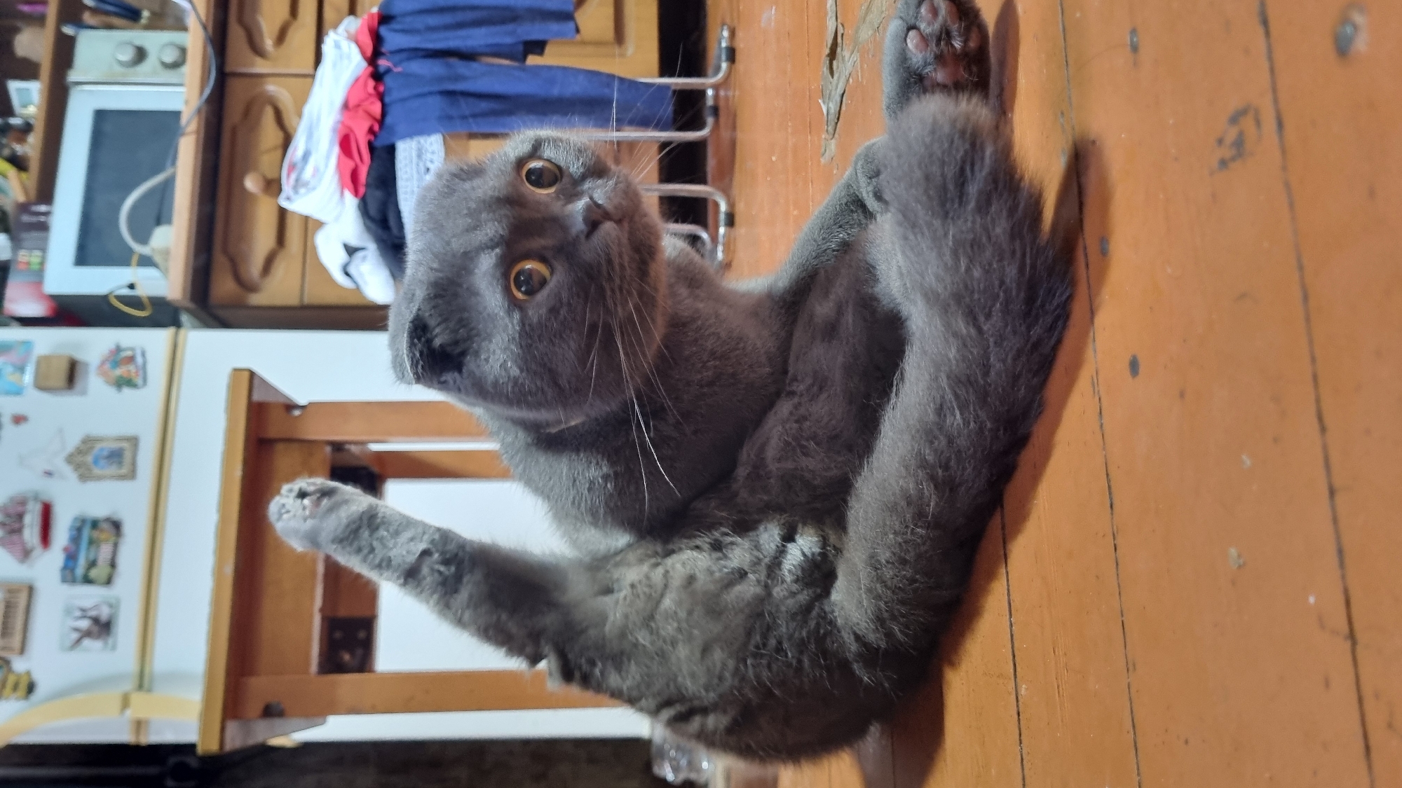A medium shot captures a grey Scottish Fold cat in an indoor setting, likely a kitchen. The cat is seated on a wooden floor, with its hind legs splayed out and its right hind leg raised vertically in the air. Its body is turned towards the viewer, and it appears to be grooming or stretching. The cat's expression is wide-eyed, with pupils dilated, giving it a startled or curious look. In the background, a wooden table is visible, along with a microwave and cabinets, suggesting a domestic environment. The floor is made of wooden planks, and there are some scattered debris. The overall lighting is dim. The location is identified as Vysokoe, Russia.