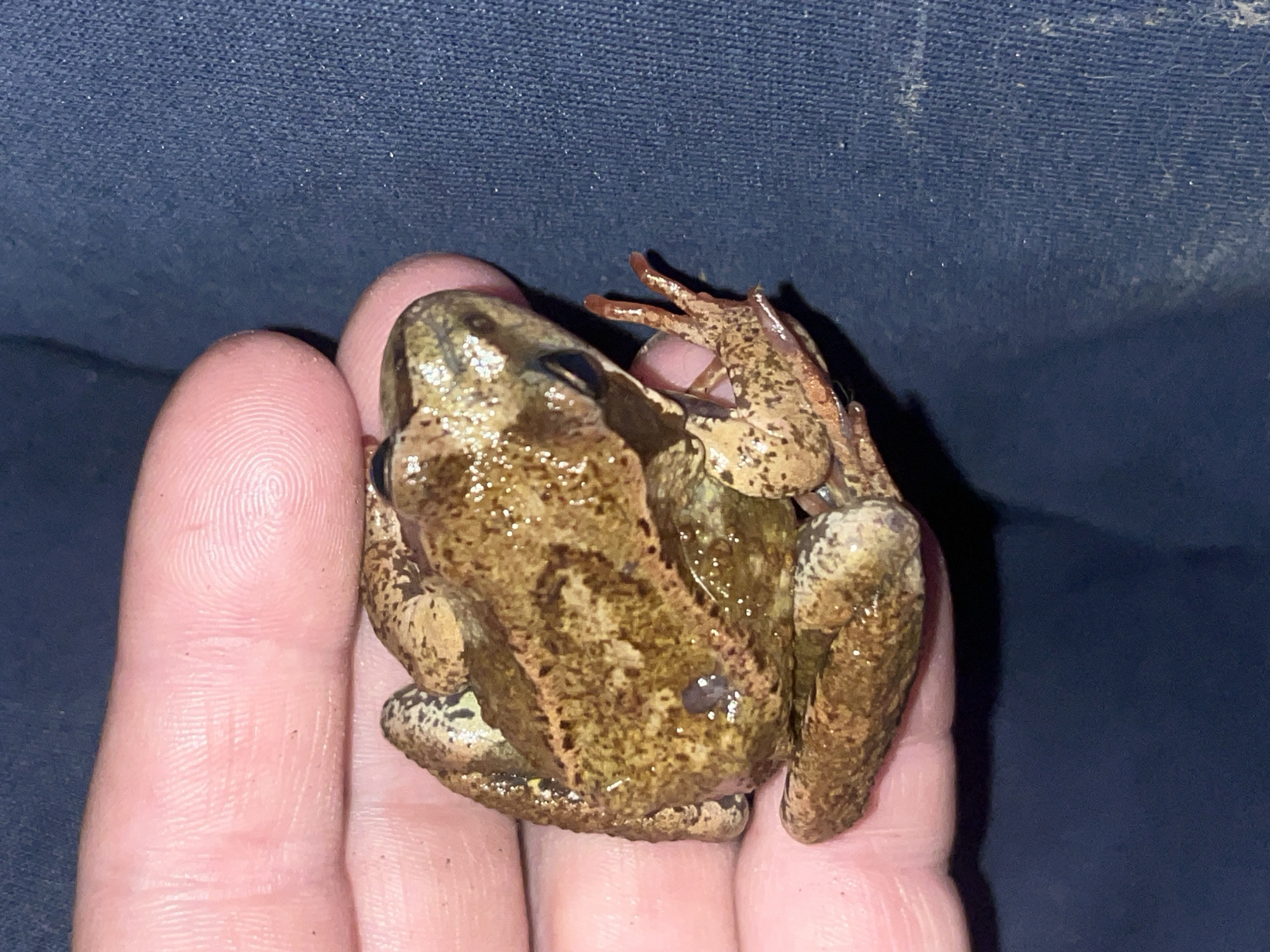 A brown frog with dark spots is sitting on a person's finger. The frog appears to be wet. The background is a dark navy blue fabric. The skin on the finger is pink and shows fingerprints.
