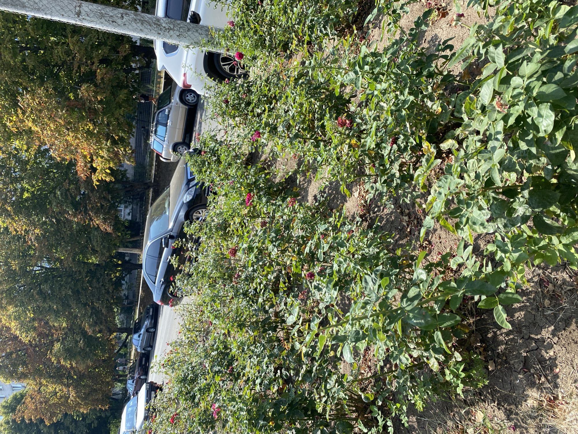 The image depicts a street scene in Chornomorsk, Ukraine, characterized by a row of parked cars along a street lined with trees and a foreground bed of rose bushes. The trees exhibit autumn foliage, with leaves in shades of green, yellow, and brown. Cars, including a black sedan and a white SUV, are parked parallel to the road. The rose bushes are lush and green, with some scattered pink and red blossoms visible. The ground is covered with soil and fallen leaves. The scene appears to be a bright, sunny day.