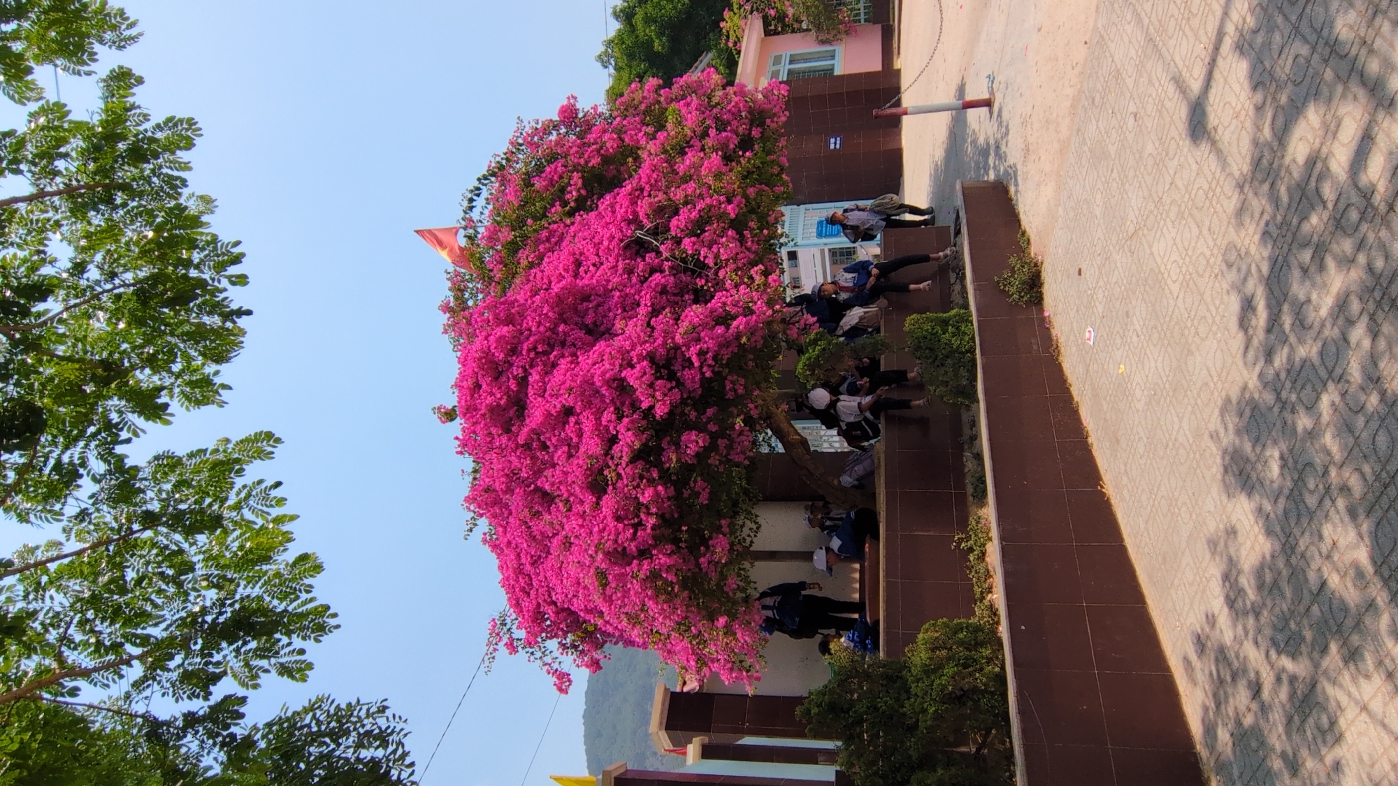 The image depicts an outdoor scene in Lạc Viên A, Vietnam. A large, vibrant pink bougainvillea tree dominates the center, its branches overflowing with blossoms. Several students are seated on a series of steps beneath the tree. A building with a pink facade is partially visible behind the tree. A red flag is mounted near the tree. Other trees with green foliage are visible on the left side of the frame. The sky is clear and blue. The ground is paved with patterned tiles.