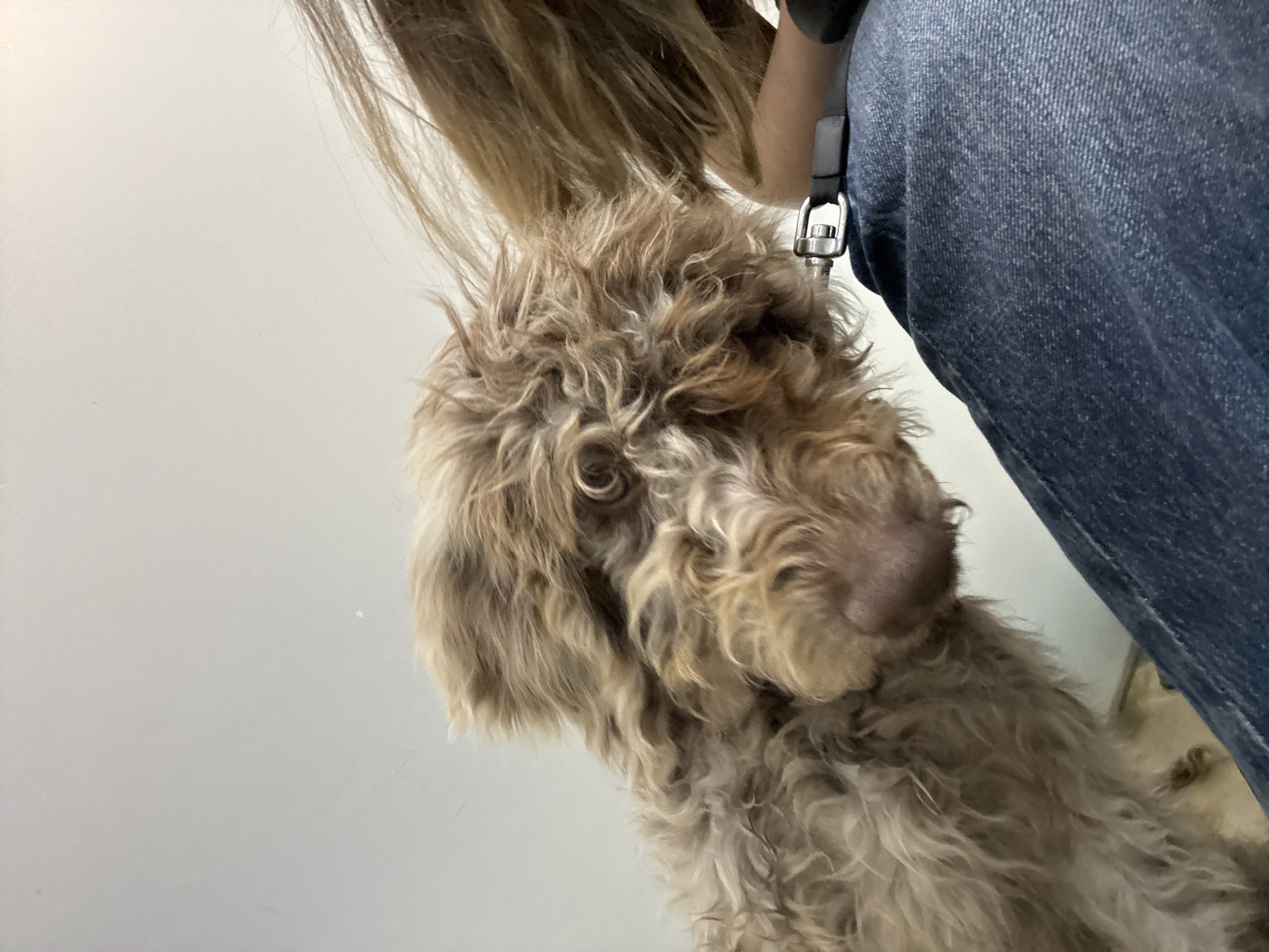 The image shows a close-up view of a light brown, curly-haired dog with one visible eye. The dog is positioned next to a person wearing blue denim jeans and a black strap, possibly from a leash or harness. The background is a plain white wall. There is no information in the image to connect this to the city of San Bernardino Tlaxcalancingo, Mexico.