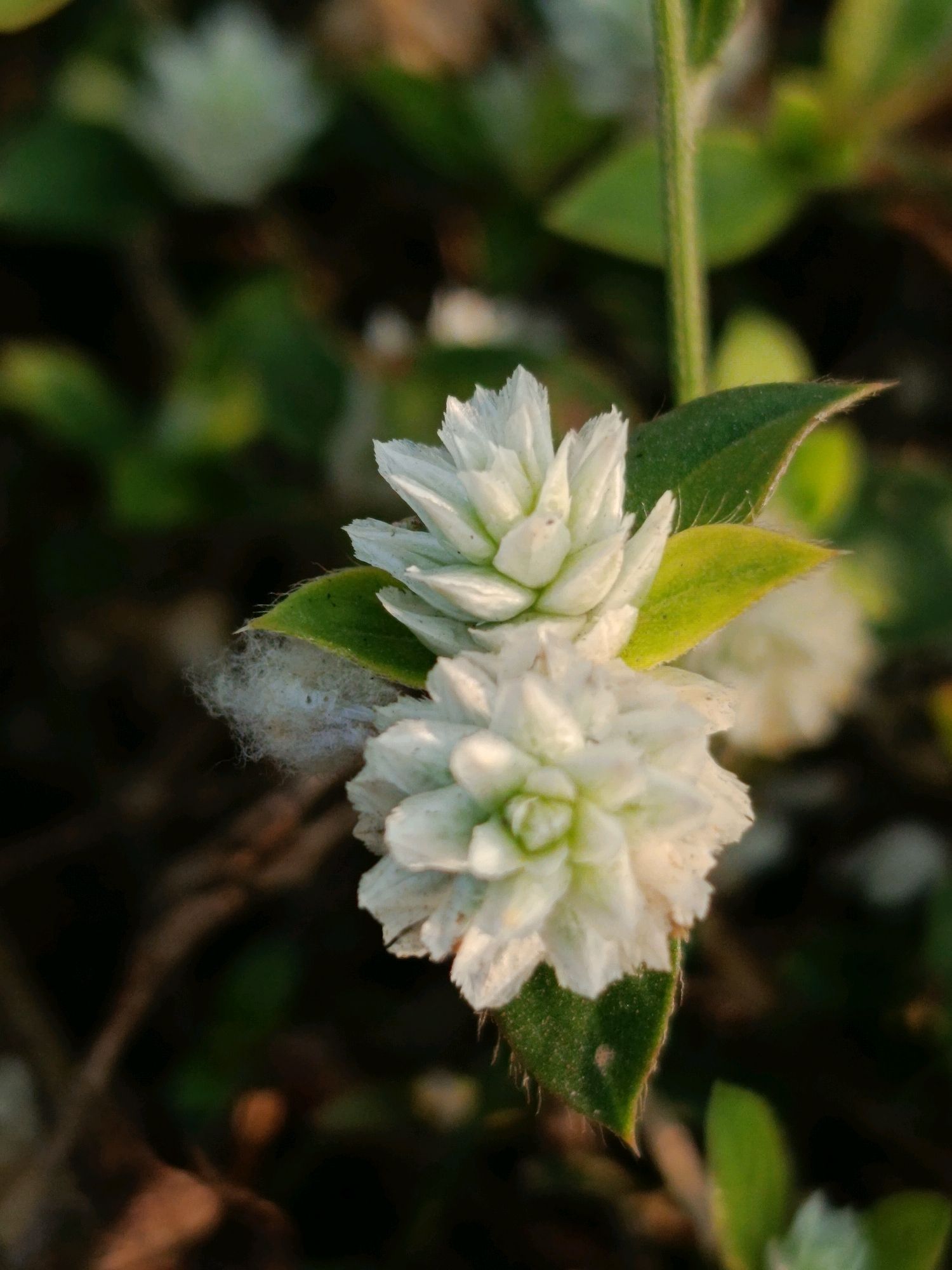 A close-up, macro shot captures two white, globular flower heads of a plant, likely Gomphrena celosioides, with a slender green stem extending upwards. The flowers are composed of numerous small, tightly packed petals, with a hint of green at their centers. Surrounding the flowers are fuzzy, heart-shaped green leaves, some of which exhibit a velvety texture and a fringe of fine hairs along their edges. A small, fluffy white mass, possibly a spider's cocoon or cottony insect eggs, is attached to one of the leaves. The background is a blur of dark greens and browns, suggesting a natural outdoor environment. The lighting is soft, casting a gentle glow on the flowers and highlighting their delicate details. This scene appears to be located in a garden or natural area within Sarwadadi, Indonesia.