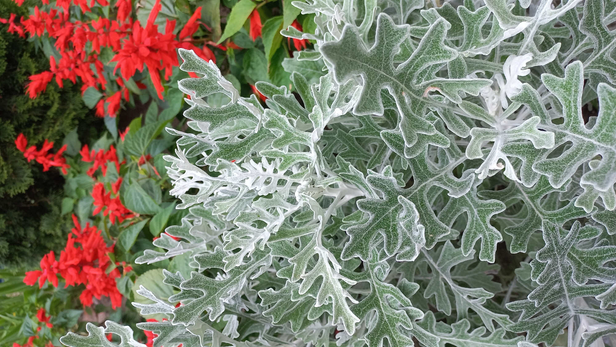 In the foreground of the image, a plant with deeply lobed, silvery-green leaves is prominently displayed. The leaves are covered in fine, white hairs, giving them a velvety appearance and a delicate, almost frosted look. The intricate pattern of the leaf veins is visible beneath the fuzz.
In the background, a vibrant display of red flowers adds a splash of color. These flowers appear to be clustered on tall spikes, with many individual blooms contributing to the overall effect. They are set against a backdrop of lush green foliage and the dark, textured needles of a coniferous evergreen tree.
The lighting suggests it is daytime, with soft illumination that highlights the textures of both the leaves and the flowers. The depth of field is shallow, with the foreground plant in sharp focus while the background elements are softly blurred, drawing the viewer's attention to the intricate details of the silvery-green leaves. The overall scene is one of a garden or floral display, with a harmonious contrast between the cool tones of the foreground foliage and the warm, fiery red of the background blossoms.