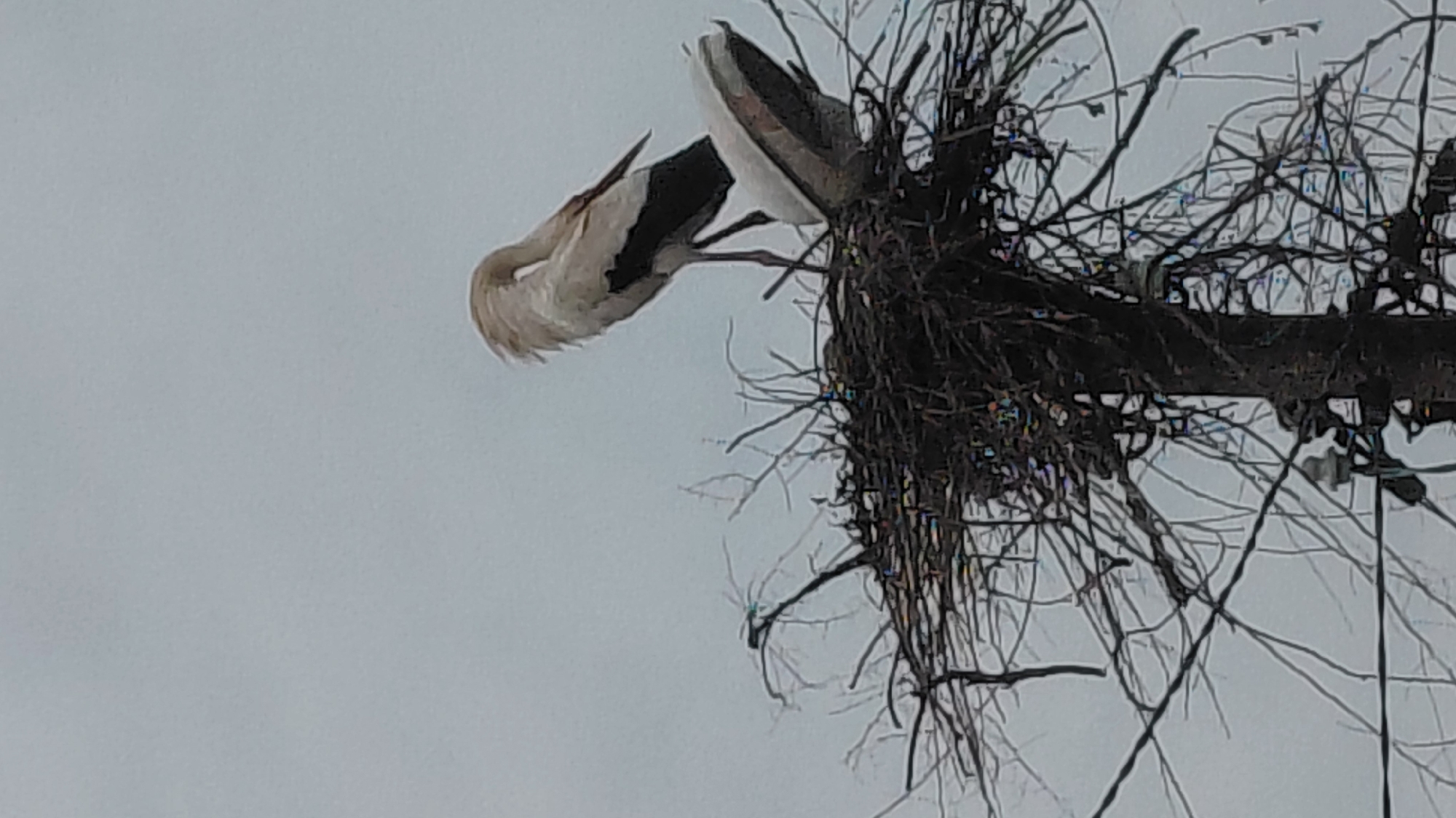 A bird, predominantly white with some black markings, is perched precariously on a large, roughly constructed nest of sticks and branches atop a utility pole. The background is a uniformly gray sky. The location appears to be an urban or suburban area, based on the presence of the utility pole.