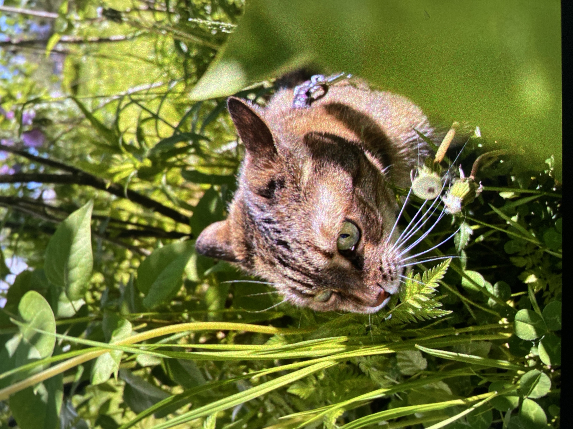 A close-up shot shows a brown tabby cat nestled within green foliage. The cat is wearing a collar, indicating it is a pet. The scene is bright and sunny, suggesting an outdoor location. The presence of clover and other common plants indicates the setting could be a park or garden. There are no elements to suggest the specific location in Saint Petersburg, Russia.