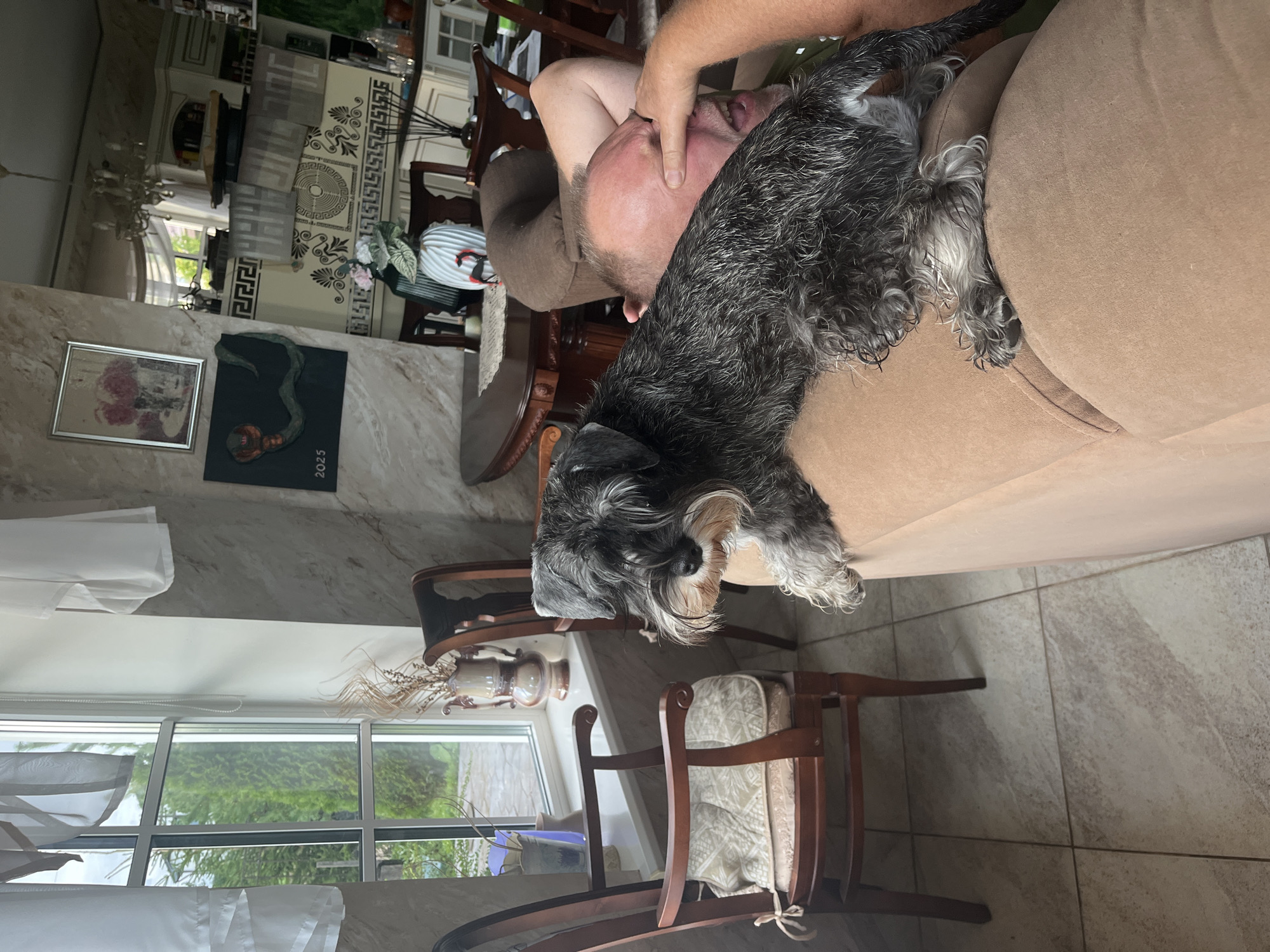 A schnauzer dog is resting on a man's chest and face, covering his eyes with its paws. The man is lying on a tan couch in a room with marble-patterned walls and tiled floors. Through a large window, a green, treed outdoor area is visible. The room appears to be a dining or living area, with chairs and a table in the background, as well as decorative items on shelves and walls. The overall impression is a casual, indoor setting.