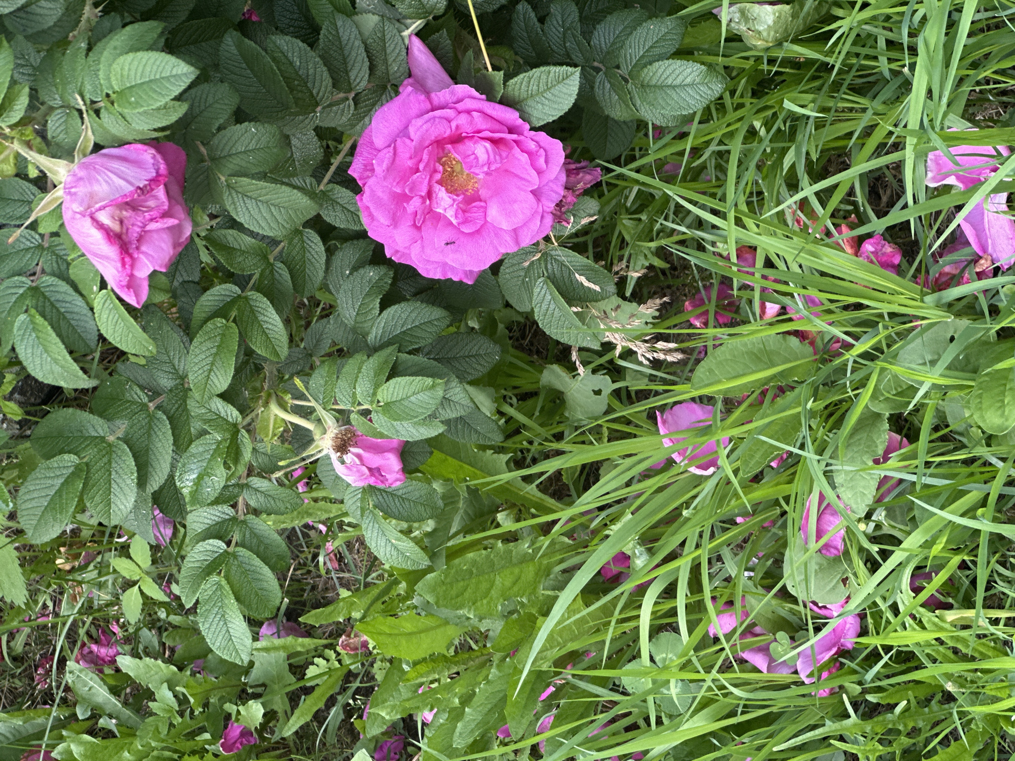 The image depicts a close-up, overhead view of a patch of wild rose bushes and grass in Petropavlovsk-Kamchatsky, Russia. Three bright pink wild roses are visible. One is fully bloomed, positioned in the lower right quadrant of the image, with a small black ant crawling on its petals. Another, less fully bloomed rose, is in the upper right quadrant, partially obscured by foliage. A third, wilted rose bloom hangs downwards in the upper center. The ground is covered in lush green grass, interspersed with fallen pink rose petals. Various green leaves, some serrated and others smoother, belong to the rose bushes and other surrounding plants. The overall impression is of a natural, untamed garden area. There are no people or discernible human activity depicted.