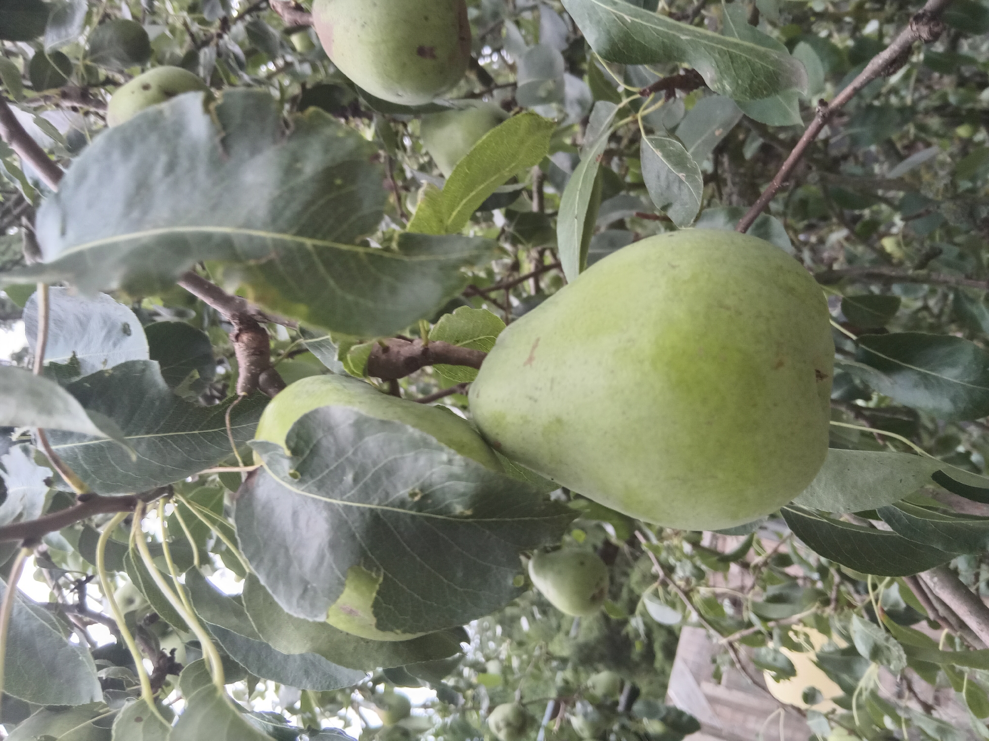 A close-up shot shows several green pears hanging from a tree branch, surrounded by large, green leaves. One pear in the foreground is prominently featured, its smooth, green skin visible. In the background, more pears and leaves create a sense of depth. The lighting is soft and diffused, suggesting an overcast day. The scene is set in the city of Weißenthurm, Germany.