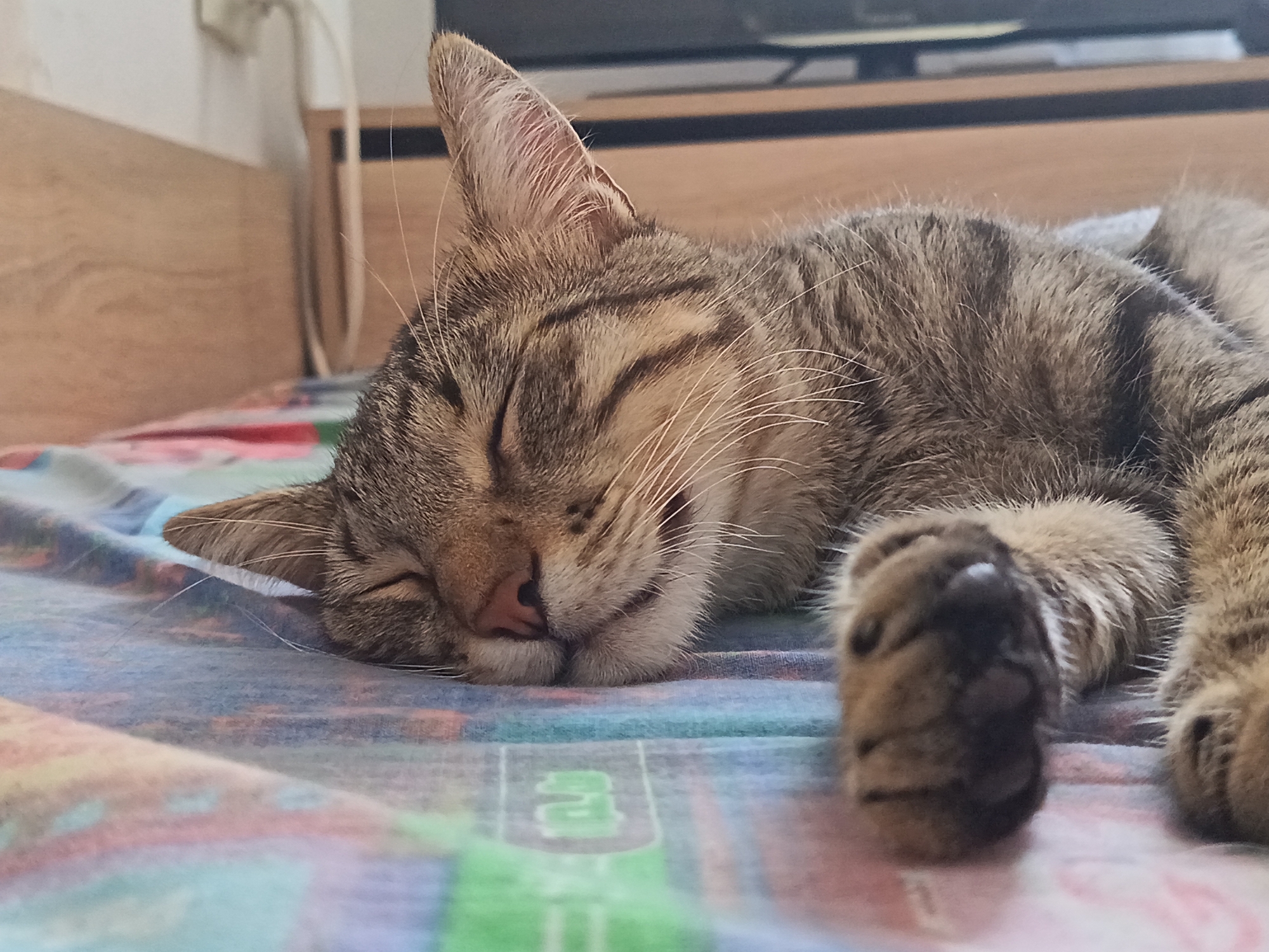 A tabby cat is sleeping peacefully on a colorful patterned surface. The cat is curled up on its side, with its eyes closed and its paws tucked in. The background is slightly blurred, but appears to be an indoor setting with a wooden surface and a hint of a television screen. The cat's fur is striped and brown, and its ears are perked up slightly. The lighting is soft and natural. The image does not provide any information about the city of Yambol, Bulgaria or any specific location.