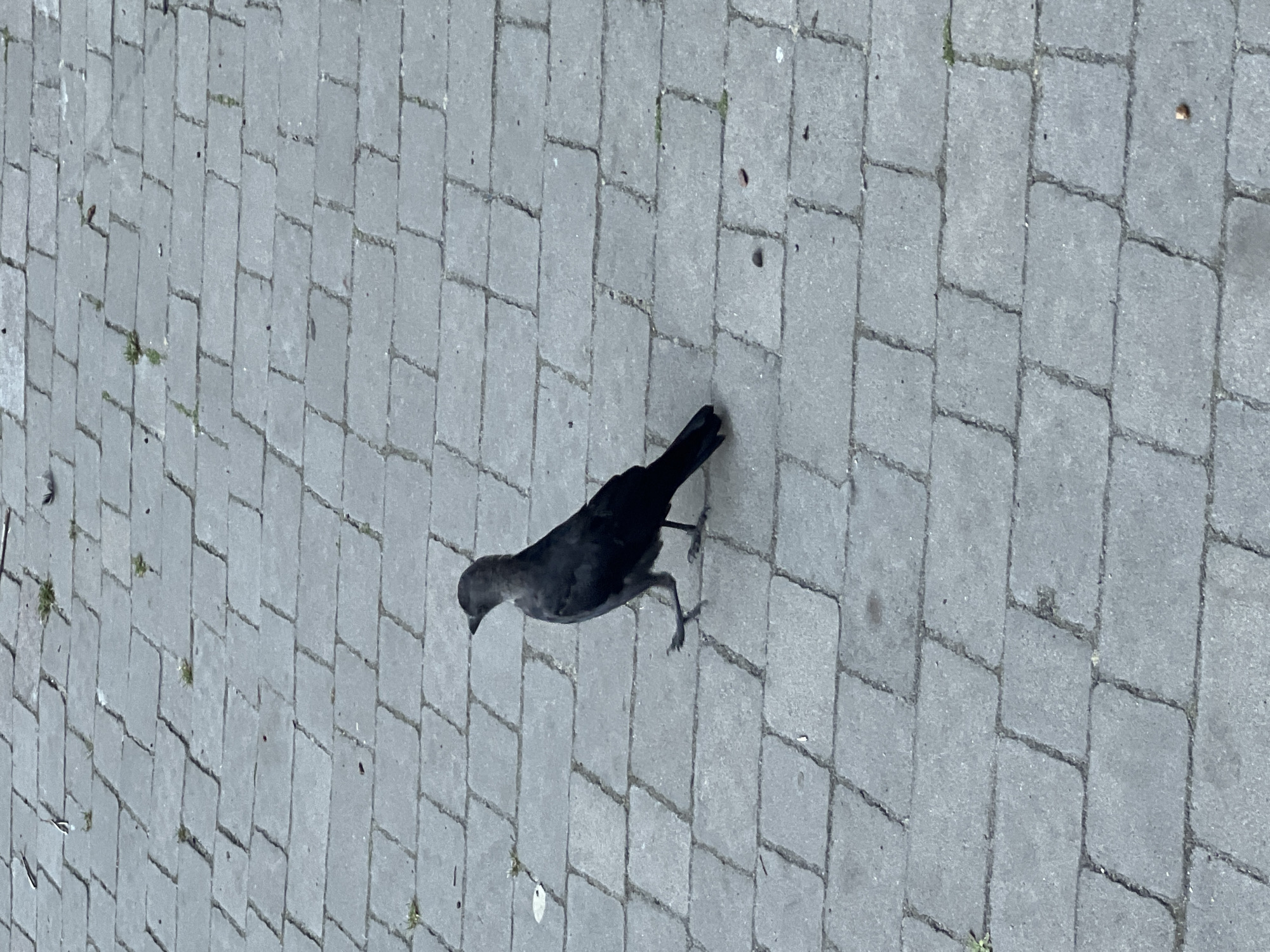 A dark-colored bird, likely a jackdaw, is captured in mid-stride on a grey, paved surface composed of rectangular cobblestones. The bird is positioned slightly to the left of the center of the frame, facing to the right. Its body is mostly dark, with lighter grey markings visible on its head and neck. Its left leg is extended forward, indicating movement. The cobblestones are weathered and show some signs of wear and tear, with small weeds growing in the cracks between them. There are a few small dark specks on the pavement, possibly debris. The lighting suggests it is daytime, with shadows cast by the bird and some faint details on the cobblestones. The overall scene appears to be an outdoor urban environment, consistent with a public walkway or plaza in the city of Sheptytskyi, Ukraine.