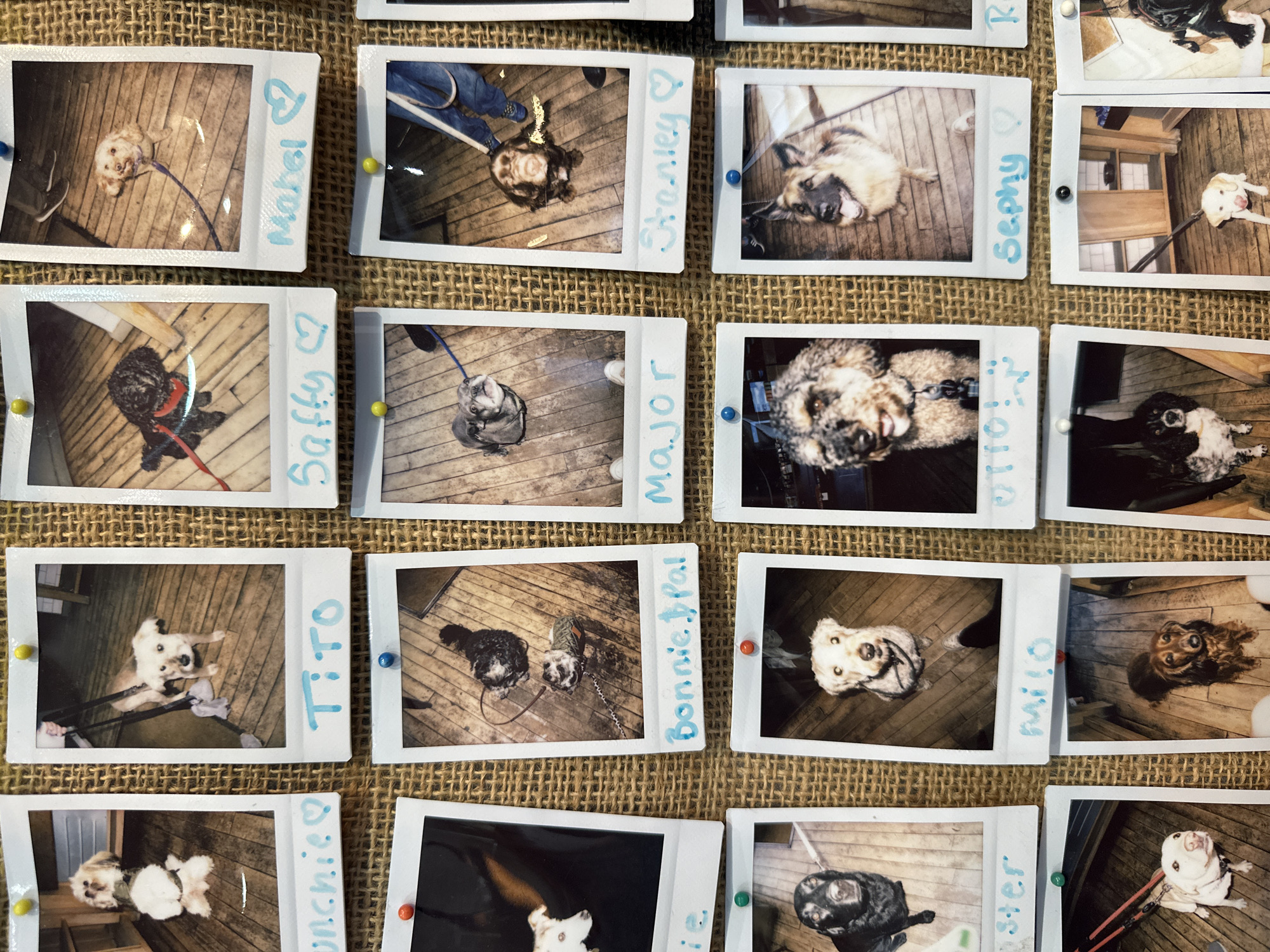The image shows a collection of Polaroid-style photographs pinned to a burlap-covered surface. The photos depict various dogs, each seemingly taken from a low, upward-looking perspective. The dogs appear to be on leashes and standing on what looks like wooden flooring. Each photo has a name written beside it, with some including a heart symbol. The names are Mabel, Stanley, Sephy, Otto, Major, Bonnie Pal, Milo, Buster, Tito, and Safty. There is no indication the location is Tunbridge Wells, United Kingdom.