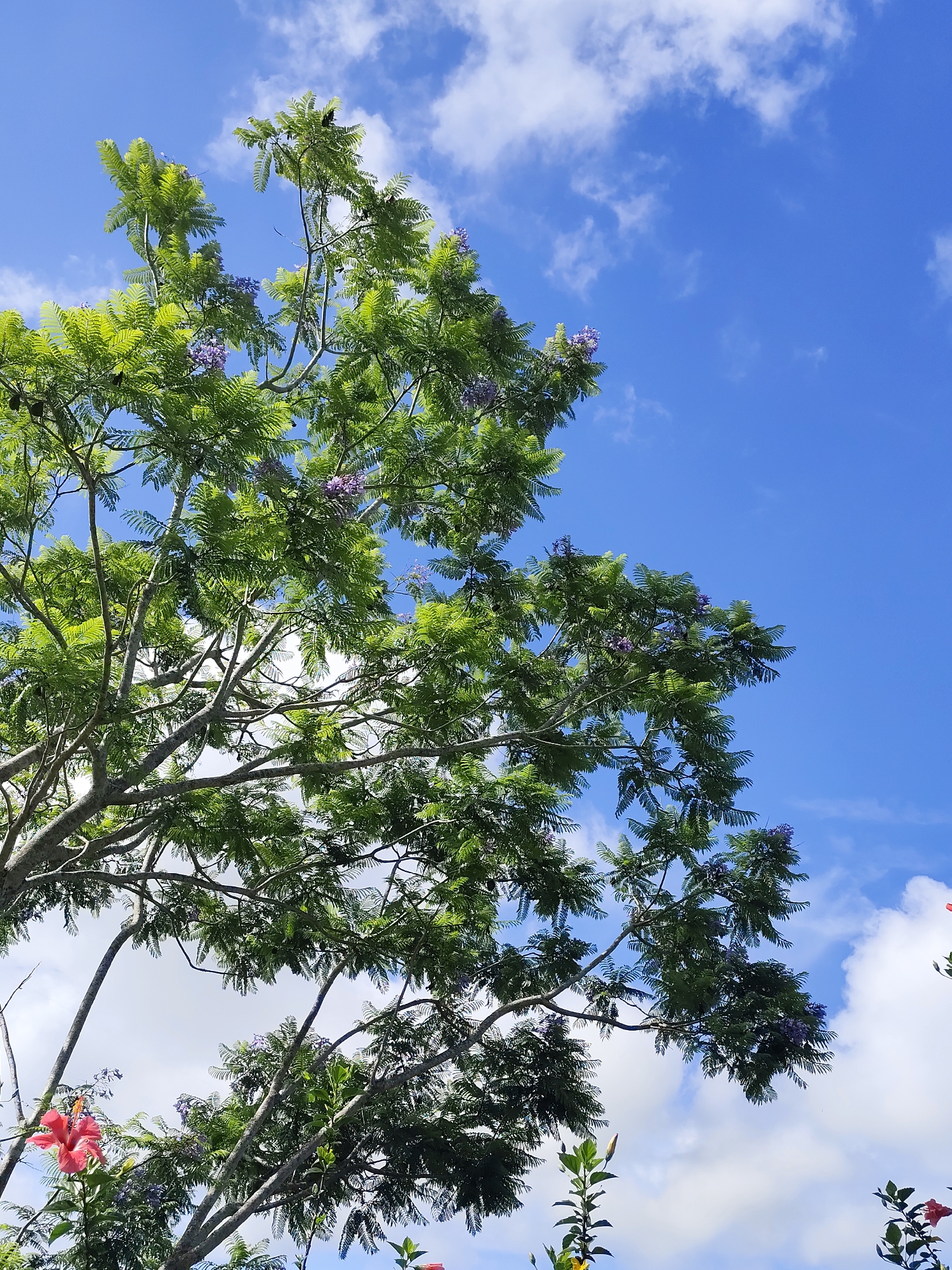The image captures a vibrant scene in Da Lat, Vietnam. A large tree, likely a Jacaranda, is the primary subject, its branches filled with green foliage and clusters of purple flowers. The tree's branches extend across the frame, partially obscuring a bright blue sky scattered with puffy white clouds. In the lower portion of the image, several hibiscus plants are visible, displaying red and yellow blossoms. The composition emphasizes the juxtaposition of the natural elements against the backdrop of the city's clear sky.