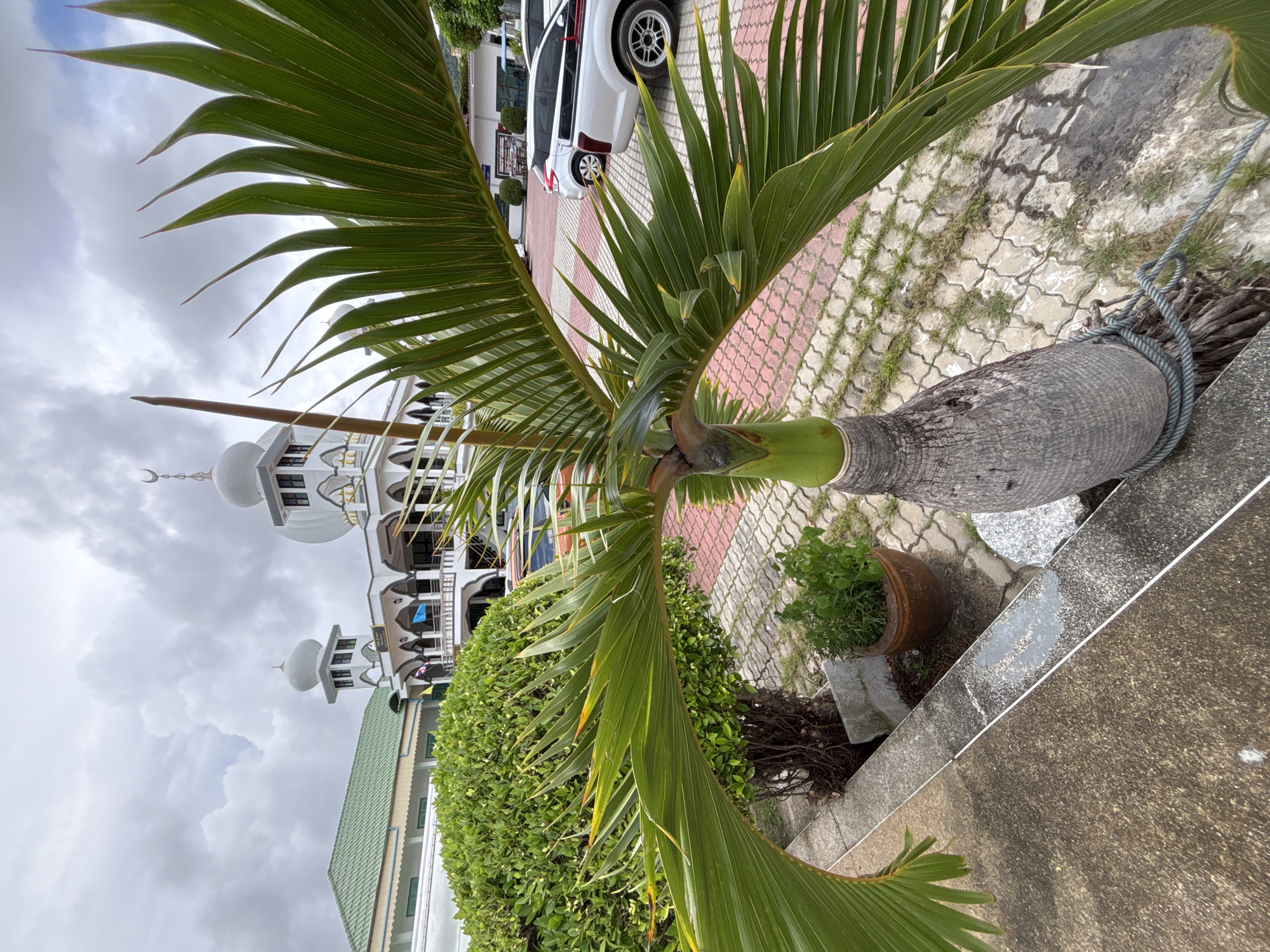 This image captures a scene outside a mosque in Rawai, Thailand. In the foreground, a palm tree with its vibrant green fronds partially obscures the view. The tree's trunk is textured and appears to be secured with a rope. Behind the palm tree, a manicured green hedge stands tall, and next to it, a potted plant adds a touch of life. The ground is paved with interlocking bricks, interspersed with patches of grass.
Dominating the background is the mosque itself, a striking white building with traditional domes and minarets. The mosque features intricate architectural details and a balcony area. To the left of the mosque, another building with a green roof is visible. In the parking area adjacent to the mosque, several vehicles are parked, including a white SUV and a silver pickup truck. The sky above is overcast with dramatic clouds, suggesting a potentially changeable weather day. The overall impression is one of a serene religious site in a tropical setting.