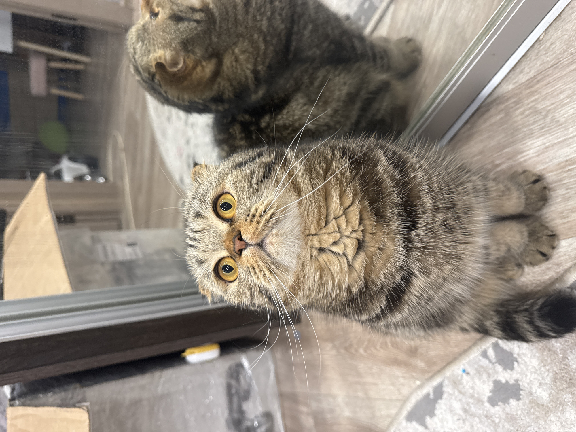 A brown tabby cat with amber eyes is lying on a light-colored wooden floor. The cat is positioned near a mirrored sliding door, reflecting a portion of its body. Part of a cardboard box is visible to the left of the mirror. A grey and white patterned rug is in the background. The location is Chaikovsky, Russia.