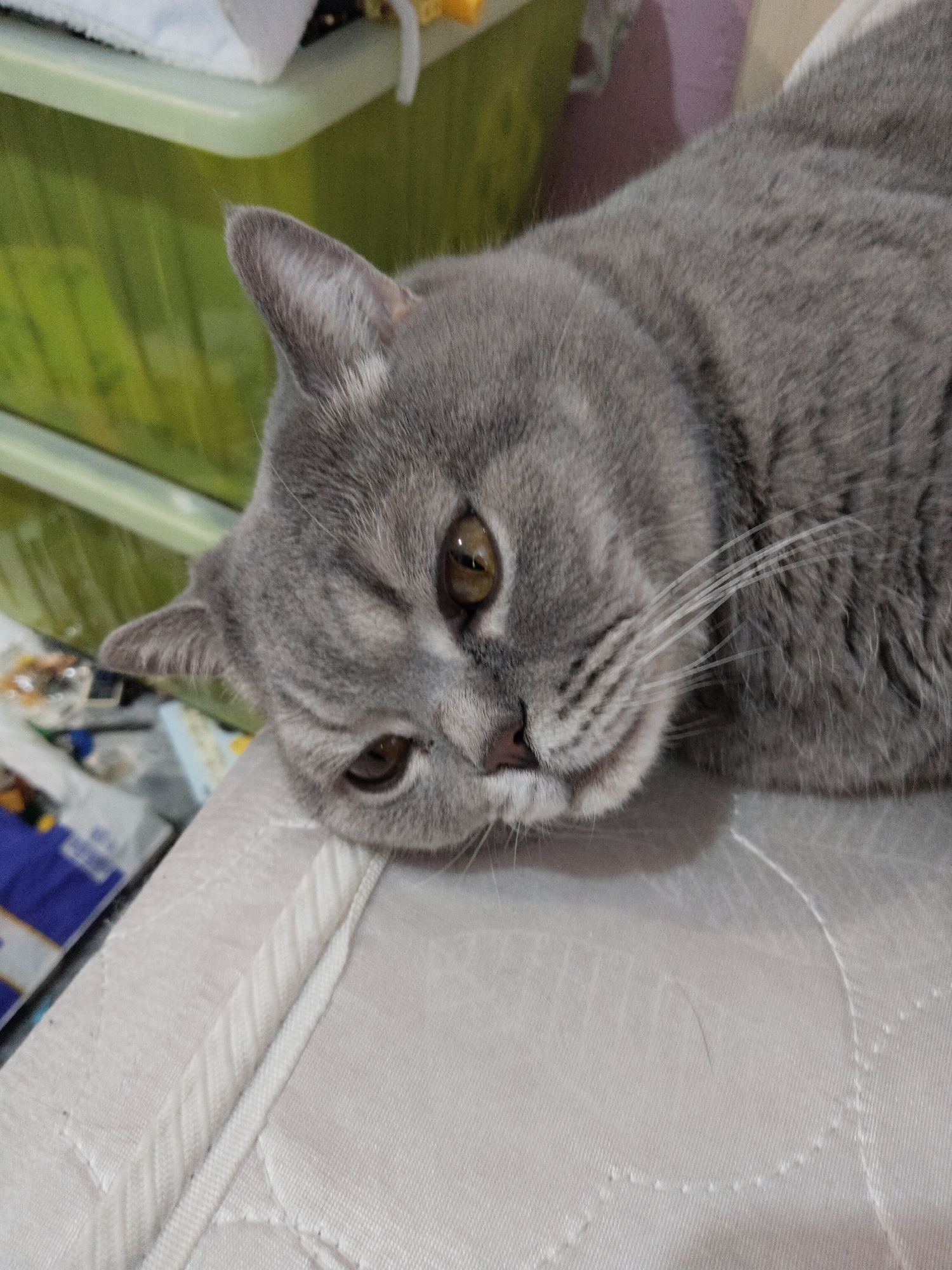 A gray cat rests its head on a light-colored surface with a quilted pattern. The cat's eyes are amber, and its whiskers are white. A green plastic container with drawers is visible in the background. The location is not specified in the image.