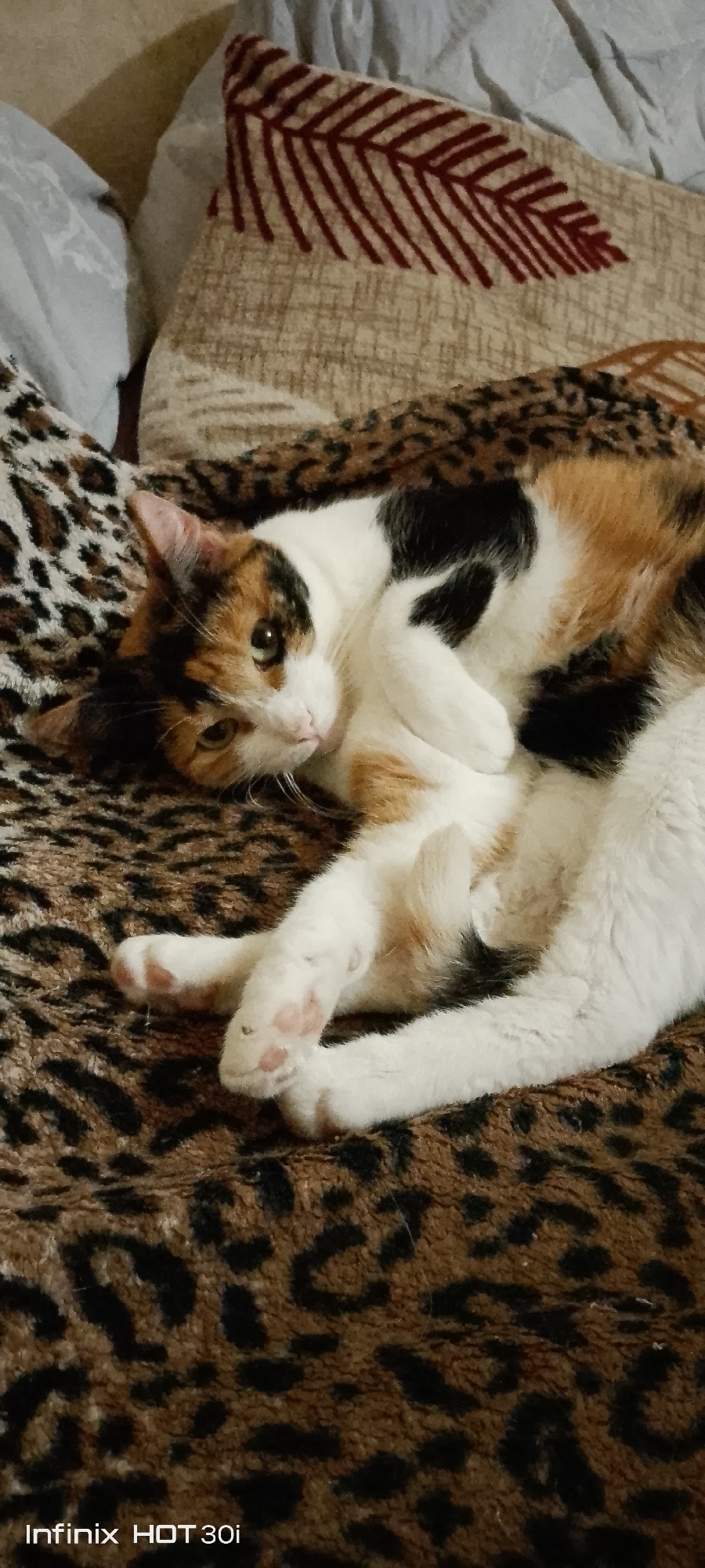 A calico cat with white, black, and orange patches is resting on a leopard-print blanket. The cat is lying on its side, with its front paws curled up and its head tilted to the side, looking towards the camera. The background consists of pillows with a brown and beige pattern, and a light blue pillow. The lighting is dim, casting soft shadows. The image is a photograph taken indoors. The location in Kedrovy, Russia is not specified in the image.