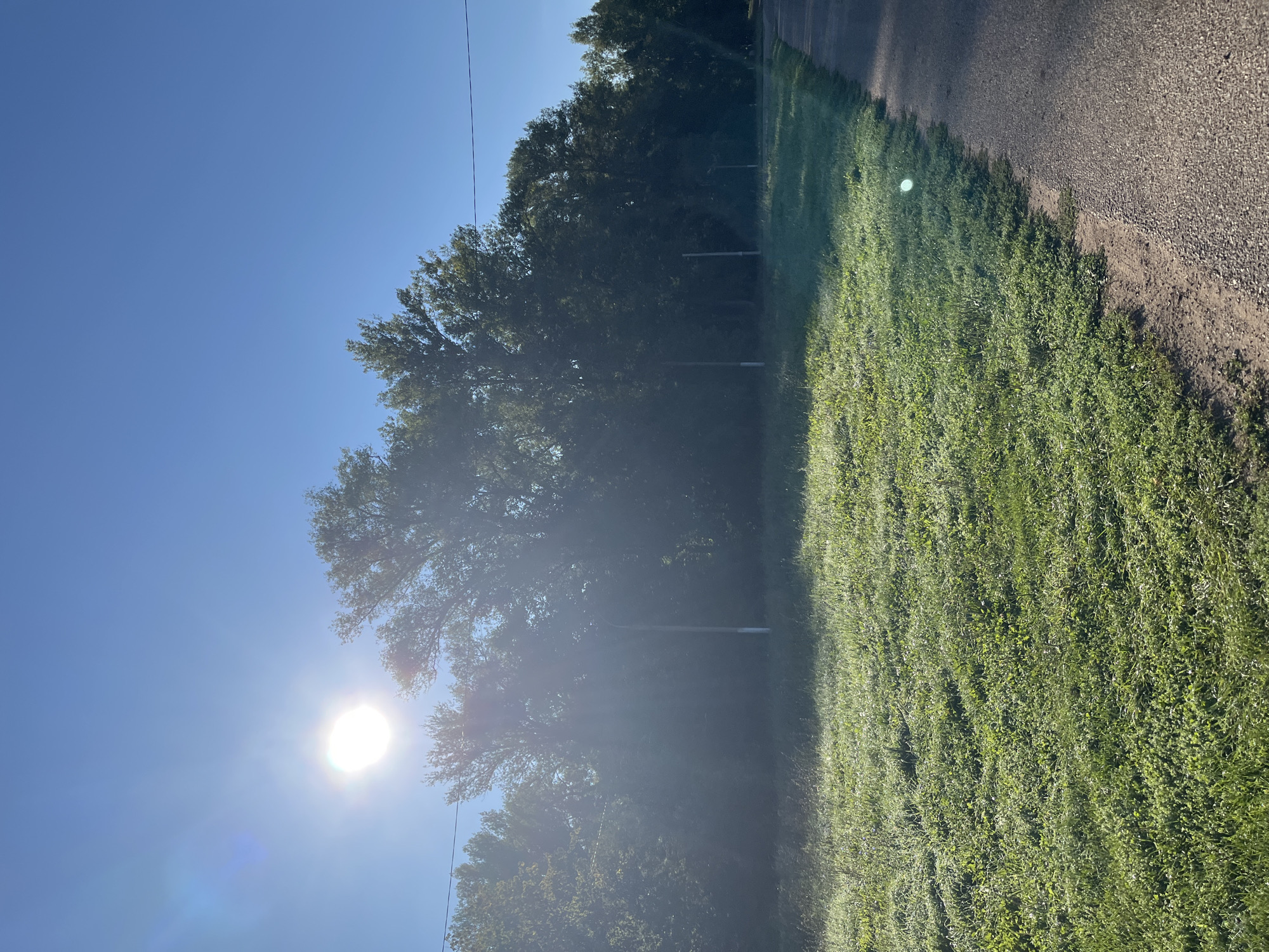 The image depicts a sunny morning scene with a clear blue sky. The sun is bright and positioned in the upper left quadrant of the frame, casting lens flare. A line of mature trees with lush green foliage forms a backdrop across the middle of the image, with some light filtering through the branches. In the foreground, a grassy field with dew-covered blades of grass stretches from the left edge towards the center. To the right of the field is a paved road with a gravel shoulder. Several utility poles are visible standing in front of the treeline. The environment suggests an outdoor, possibly rural or park-like setting. Without further information, it is impossible to ascertain the specific location within Blagoveshchensk, Russia. No people or animals are present in the image.