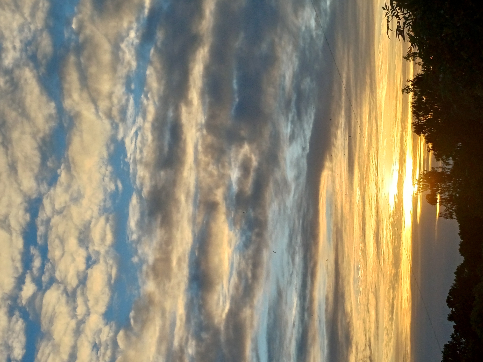 A photograph captures a sunset over a silhouetted landscape in Riga, Latvia. The sky is filled with numerous layered clouds, ranging in color from bright yellow and white near the horizon to shades of gray and blue higher up. The sun is partially visible, casting a warm golden glow across the lower portion of the sky. Several small, dark bird-like figures are scattered throughout the sky, indicating they are in flight. The bottom of the image shows the dark outlines of trees and foliage against the bright sky. A thin, dark line, possibly a power line or wire, stretches diagonally across the sky from the upper right to the lower left. The scene is devoid of any people or specific landmarks that would allow for precise location identification within Riga.