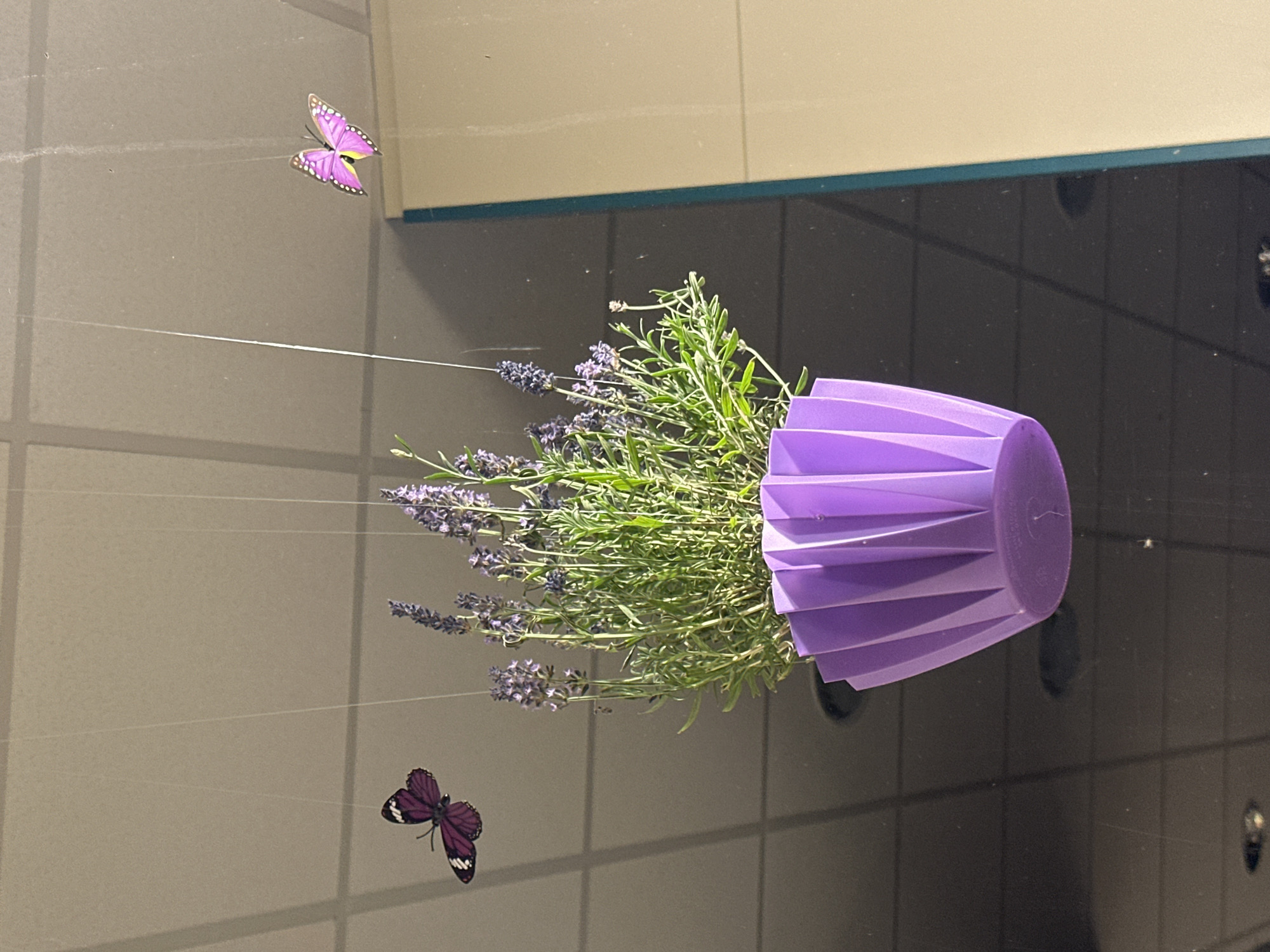 A potted lavender plant hangs suspended by thin strings from a ceiling, its purple flowers and green foliage visible. The pot is a vibrant purple with a pleated design. Two artificial butterflies, one dark purple and the other bright pink, are also suspended by strings, appearing to fly near the plant. The background is a reflection of a tiled ceiling and a wall. The scene is likely indoors, possibly in an office or commercial space in Krefeld, Germany.