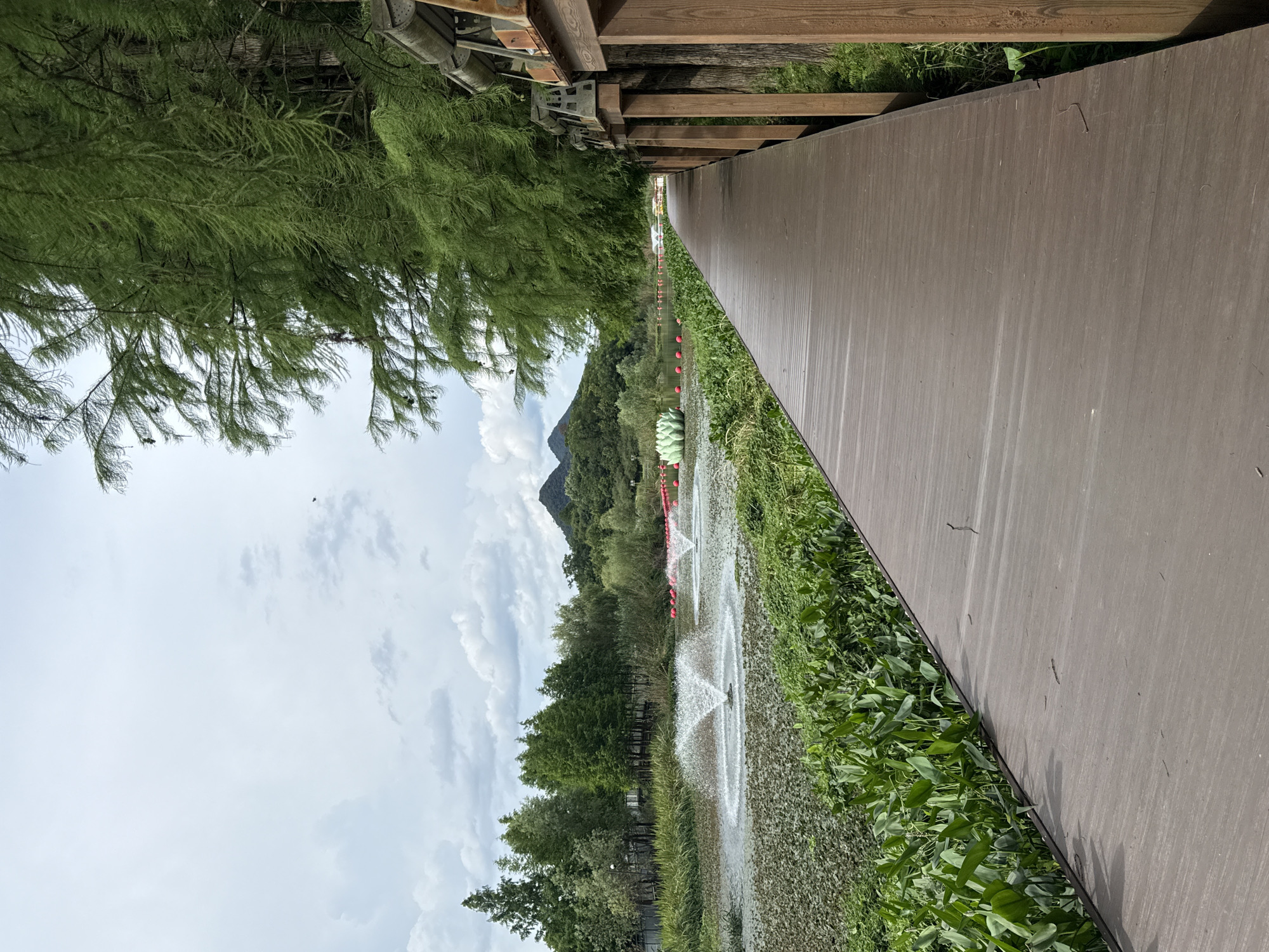 The image depicts a boardwalk path in the Lin'an District, China, bordering a lake or pond. The boardwalk is made of brown composite decking and runs along the right side of the frame, curving slightly away from the viewer. To the left of the boardwalk is a dense area of lush green aquatic plants, followed by a body of water with two active water fountains. In the distance across the water, there are trees, hills, and a cloudy sky. Several pink spherical objects are visible in the water, and a large, pale green lotus-like sculpture is also present. The boardwalk is lined with wooden posts and a simple railing structure. Overhanging branches from a tall, feathery tree extend from the upper left of the frame. The overall scene is one of a park or natural recreational area.